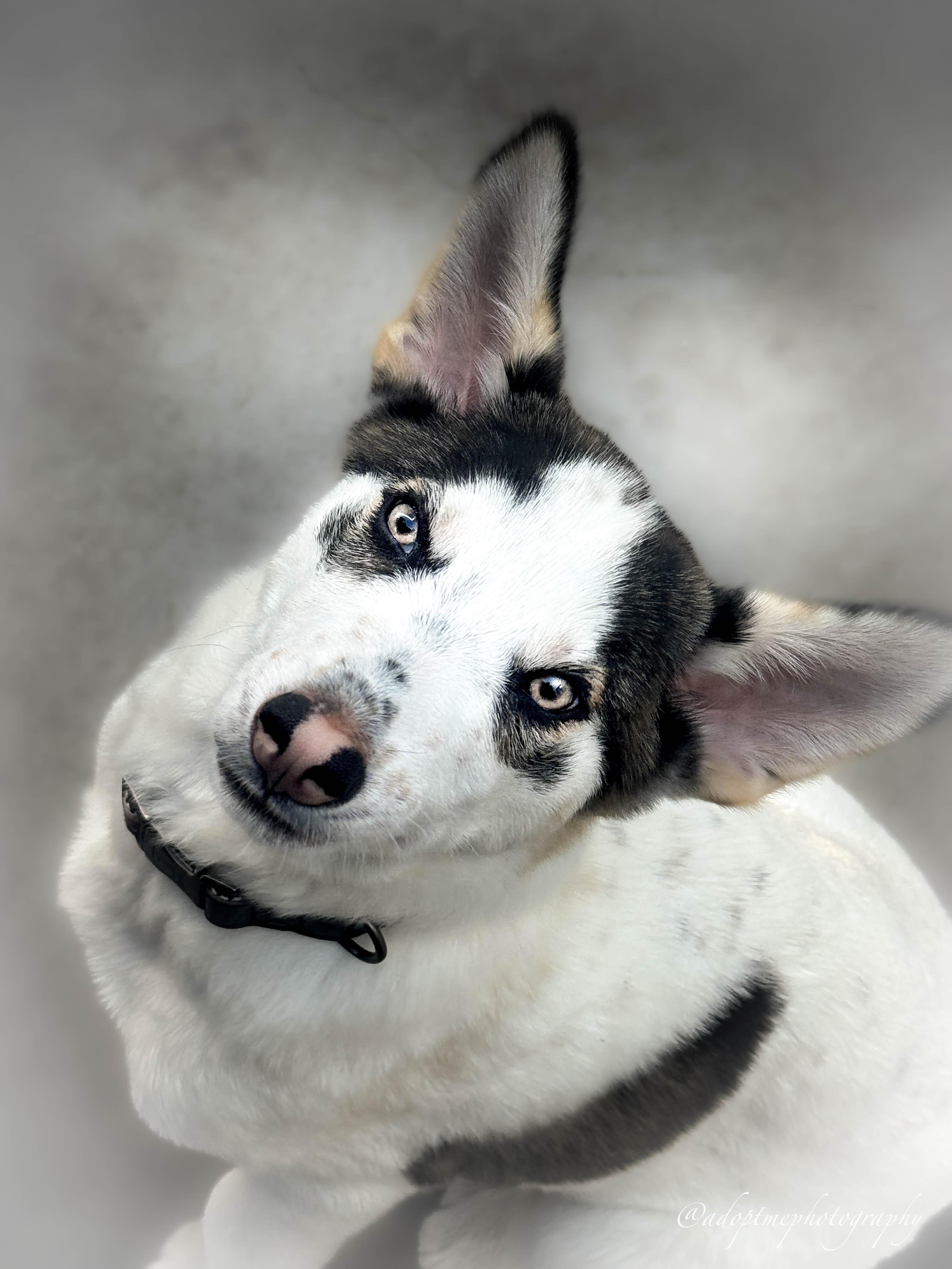 Kane, ADOPTABLE, Puppy Male Husky & Shepherd.