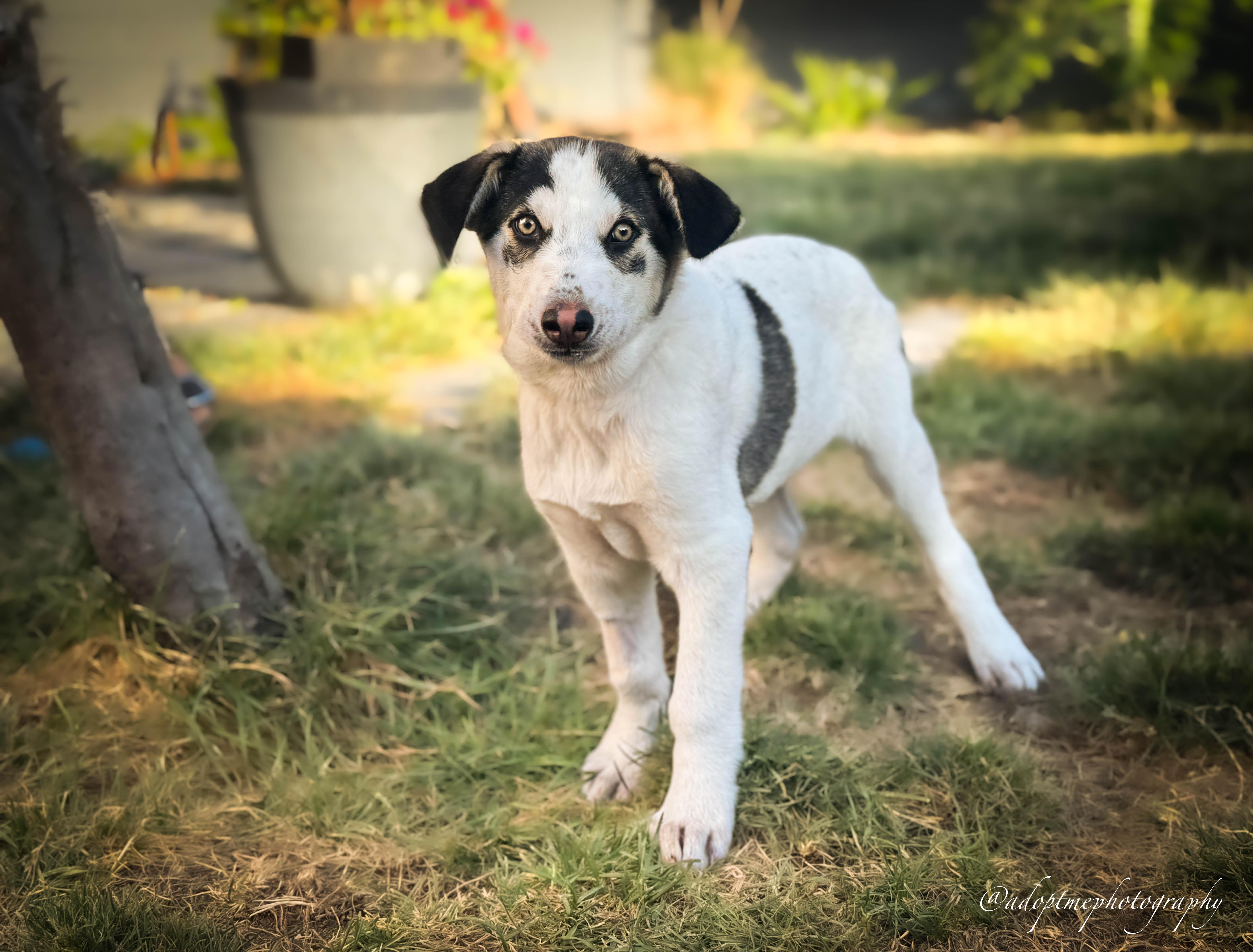 Enlarge Kane, a ADOPTABLE mixed breed in Rancho Palos Verdes, CA image 4/6