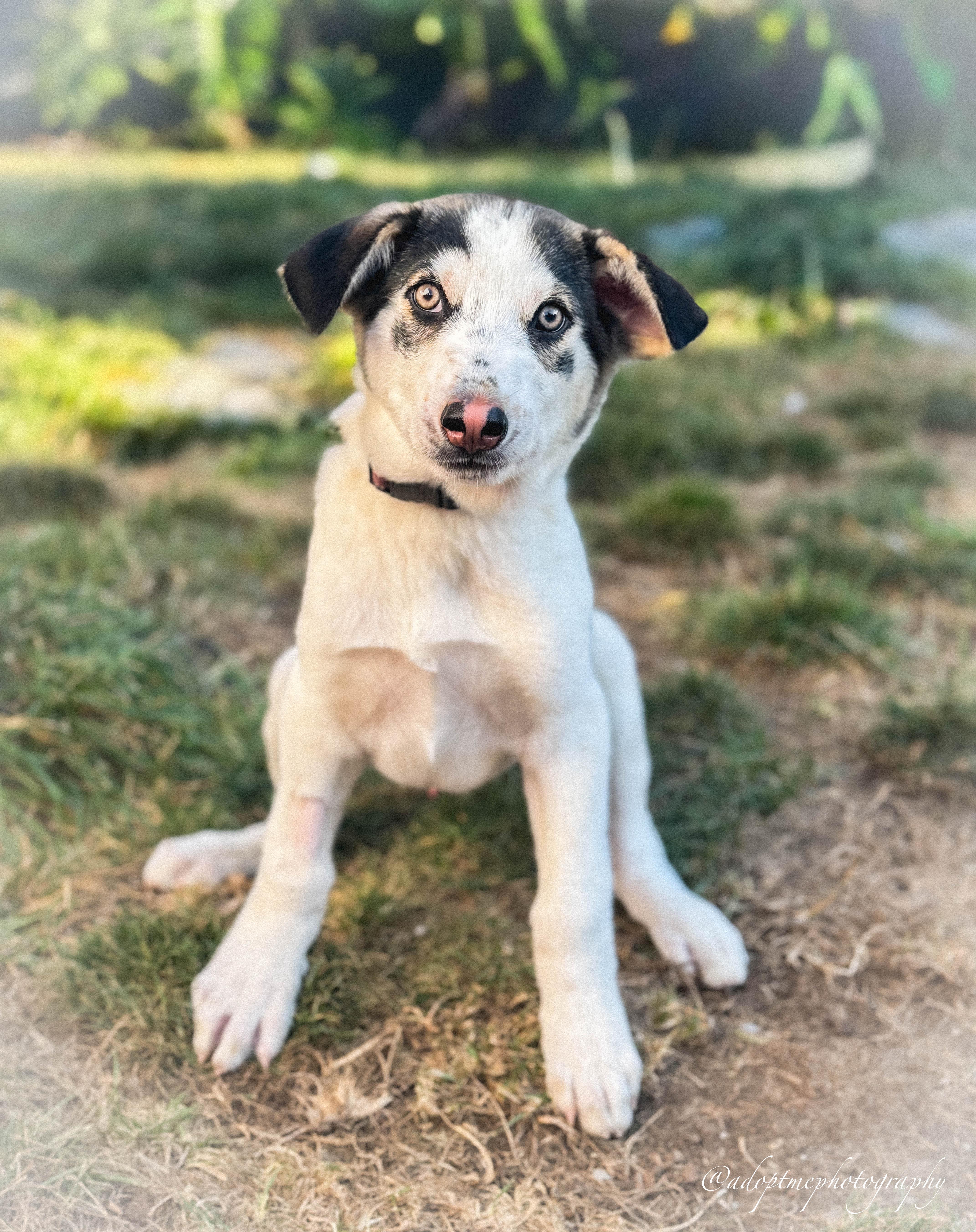 Enlarge Kane, a ADOPTABLE mixed breed in Rancho Palos Verdes, CA image 6/6