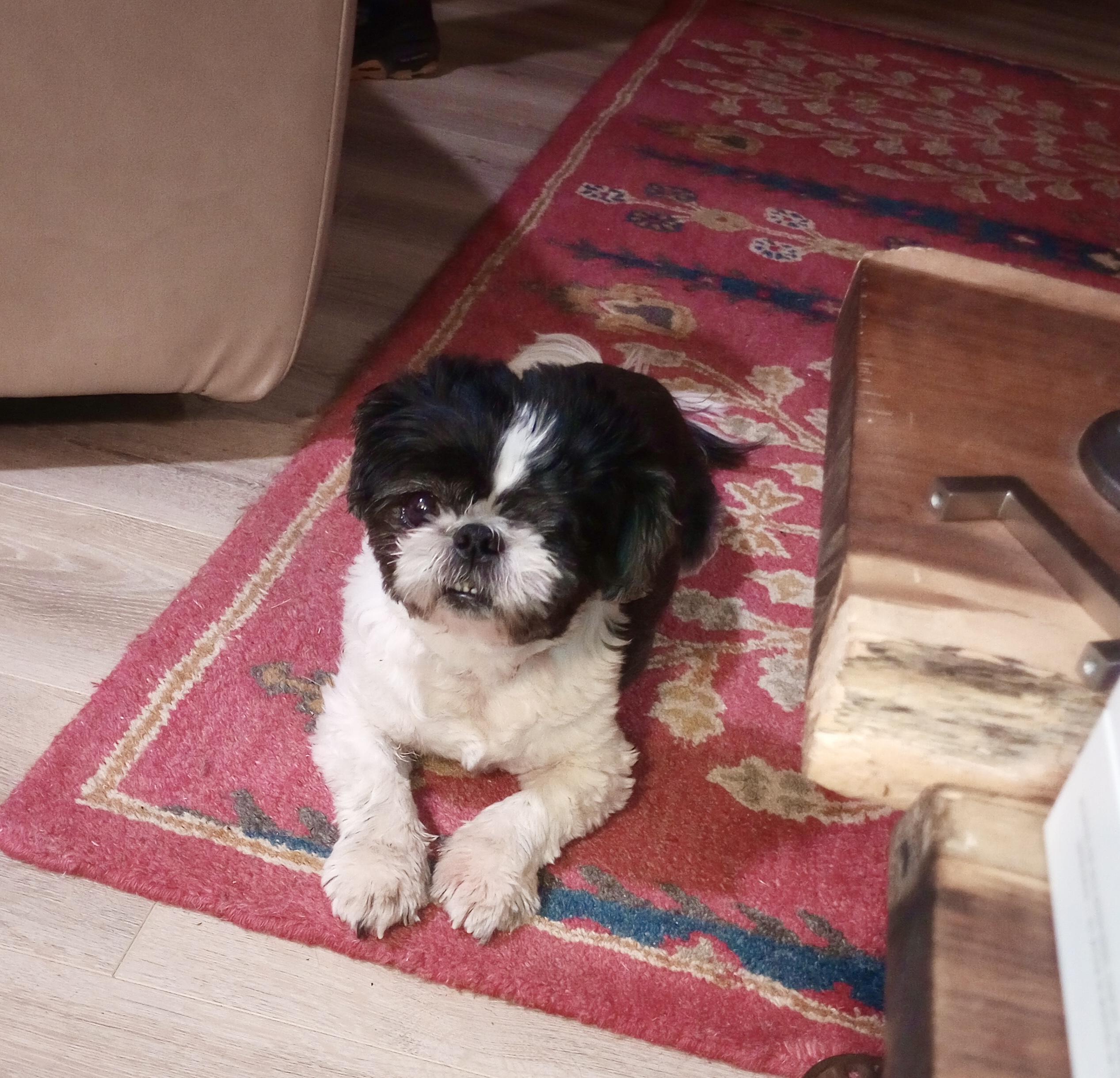 Enlarge Ollie, a Adopted Shih Tzu in Cincinnati, OH image 1/3