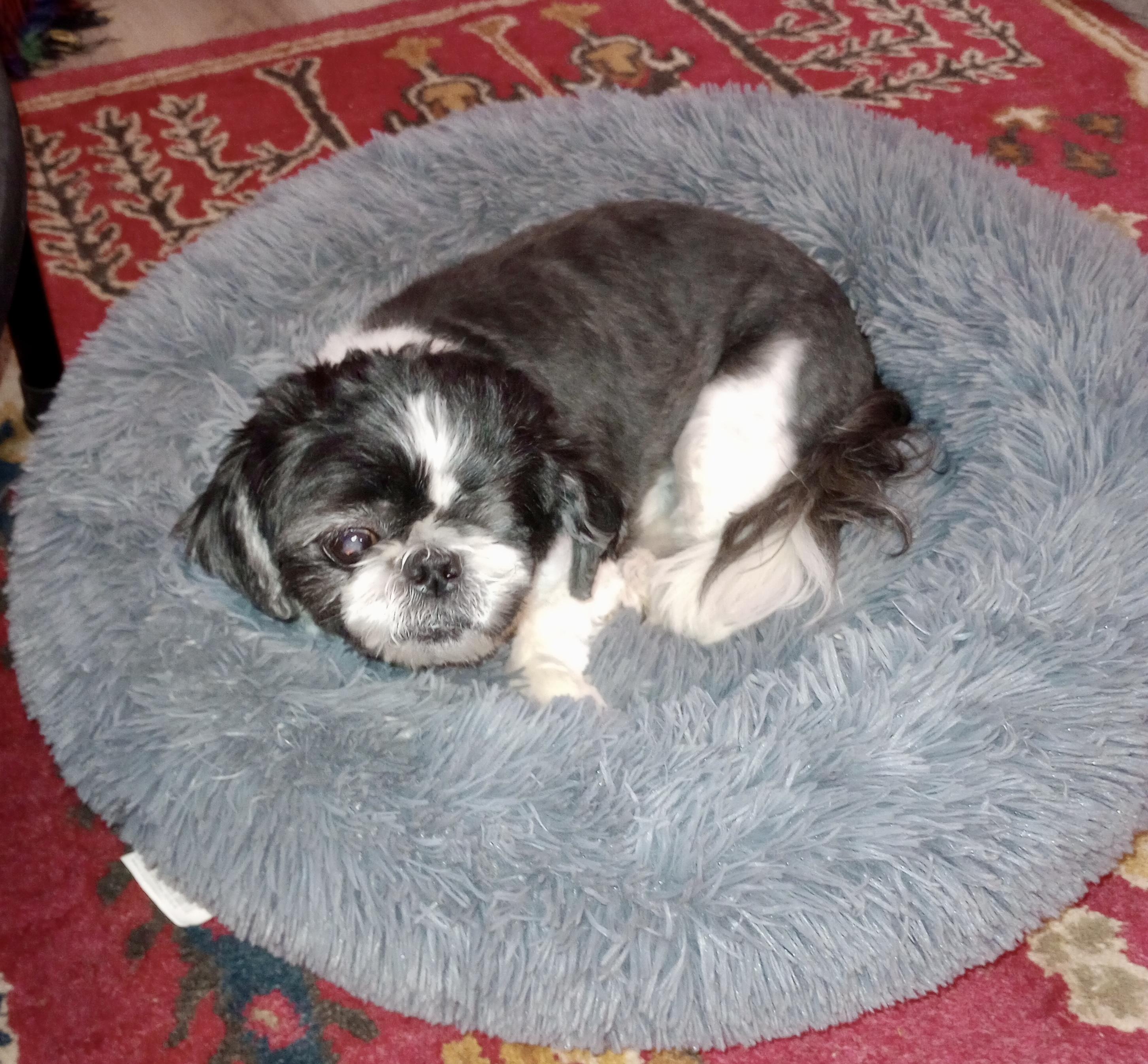 Enlarge Ollie, a Adopted Shih Tzu in Cincinnati, OH image 3/3