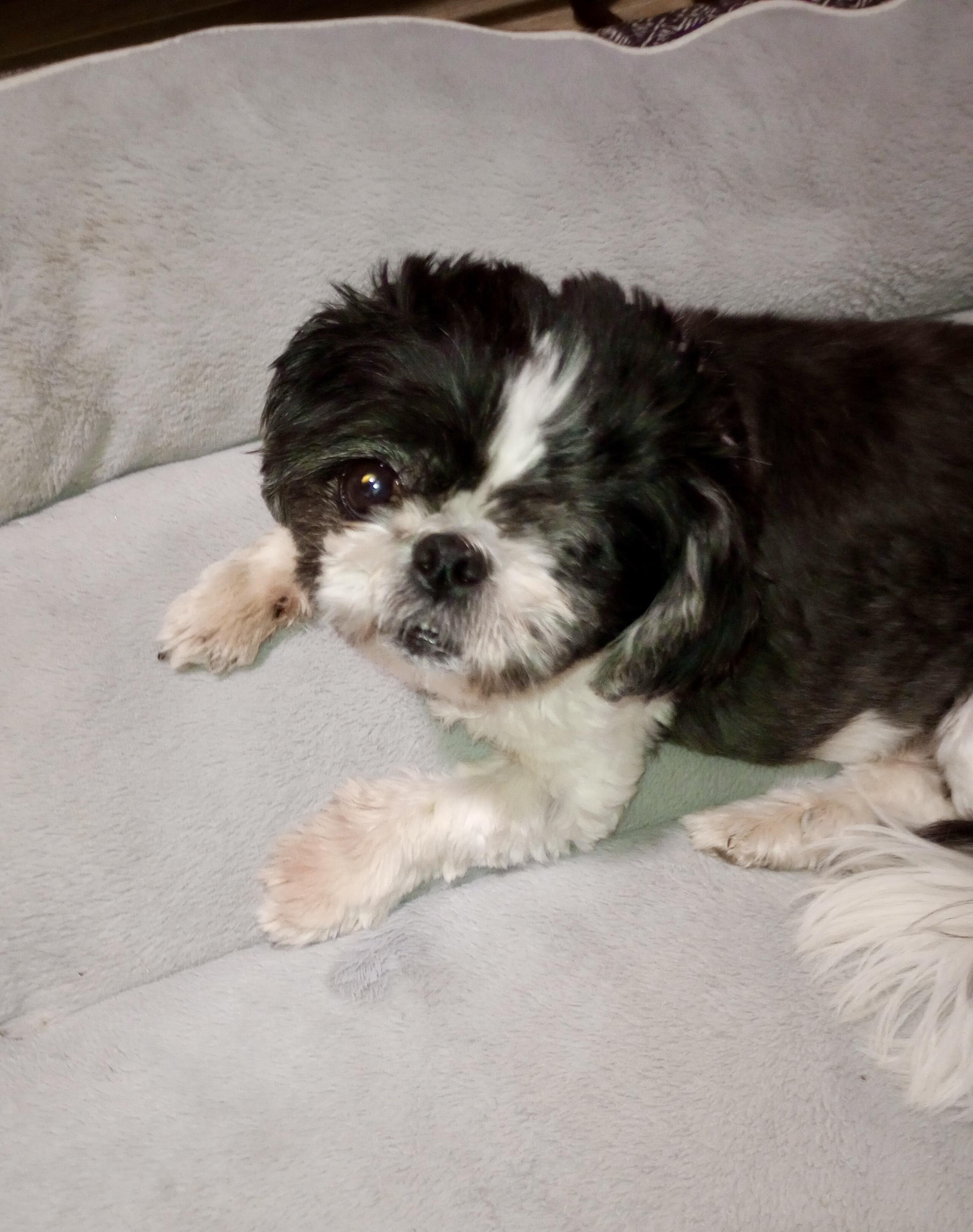 Enlarge Ollie, a Adopted Shih Tzu in Cincinnati, OH image 2/3