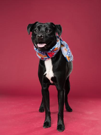 Enlarge Batman, a Adoptable mixed breed in Atlanta, GA image 1/3