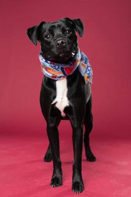 Enlarge Batman, a Adoptable mixed breed in Atlanta, GA image 2/3