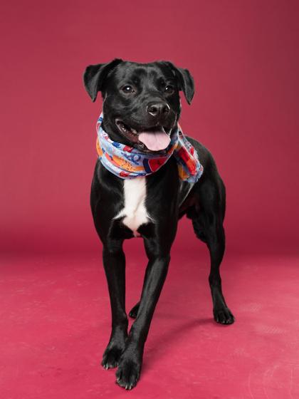 Enlarge Batman, a Adoptable mixed breed in Atlanta, GA image 3/3