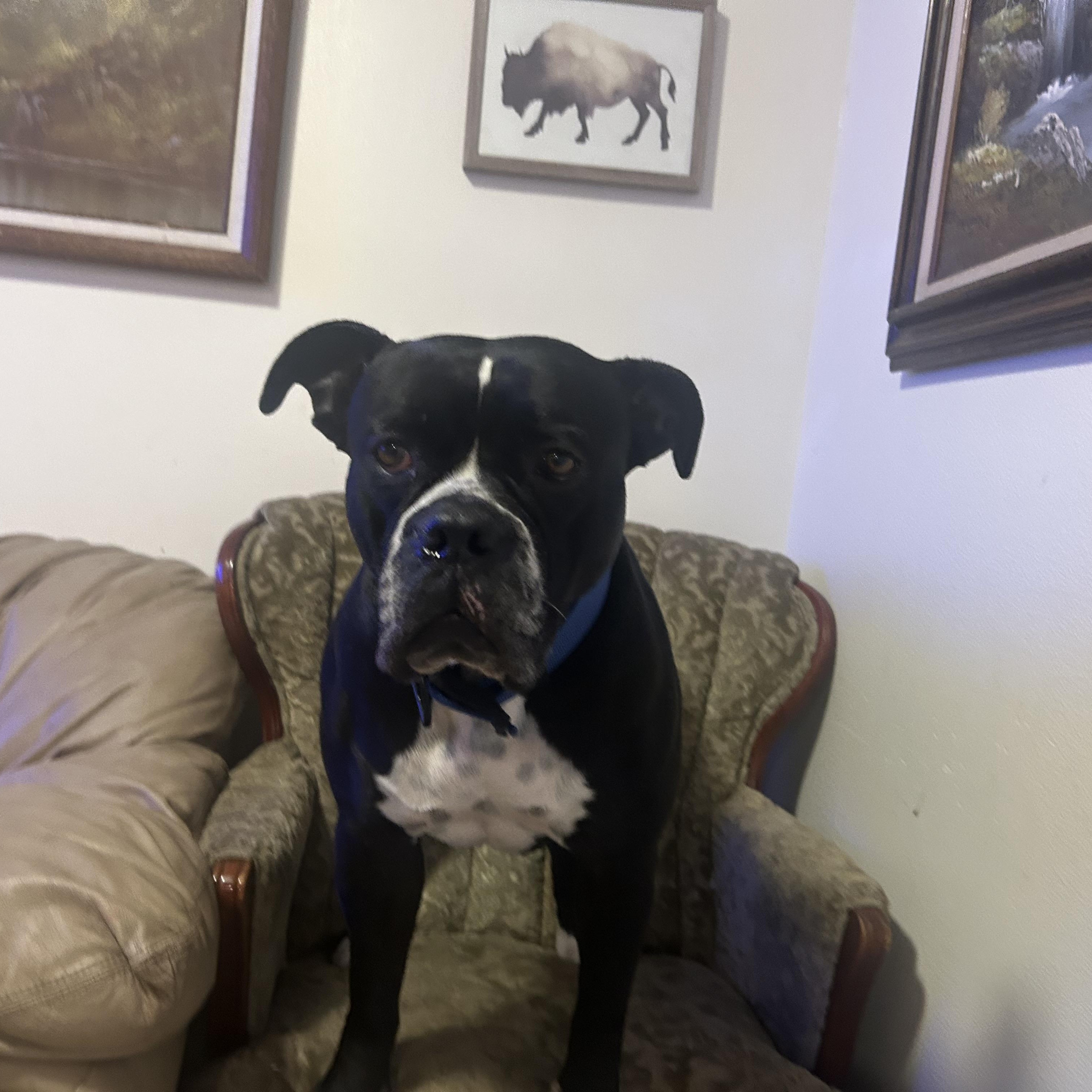 Maggie (COURTESY POST), Adoptable, Adult Female American Staffordshire Terrier.