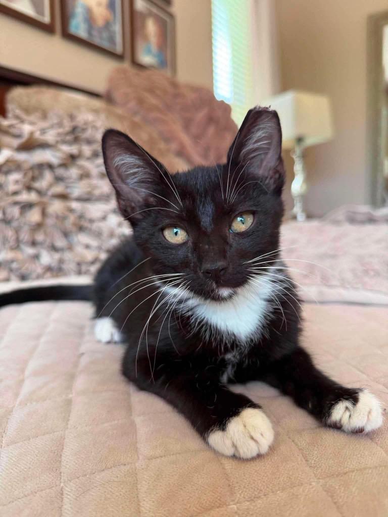 Enlarge Peppie, a Adoptable mixed breed in Orlando, FL image 1/4
