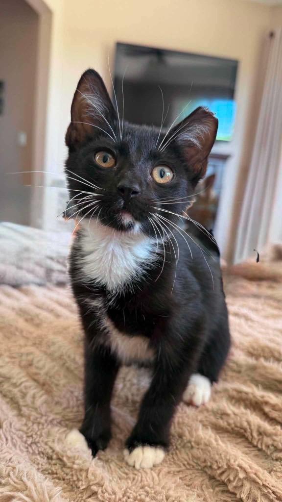 Enlarge Peppie, a Adoptable mixed breed in Orlando, FL image 3/4