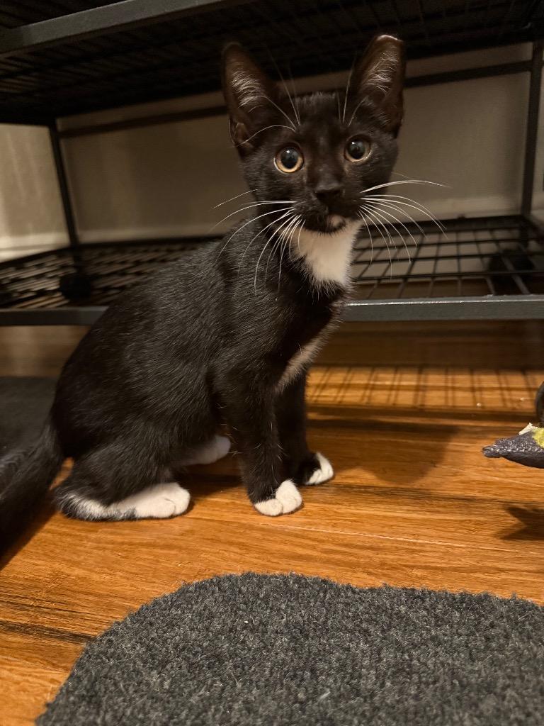 Enlarge Peppie, a Adoptable mixed breed in Orlando, FL image 4/4