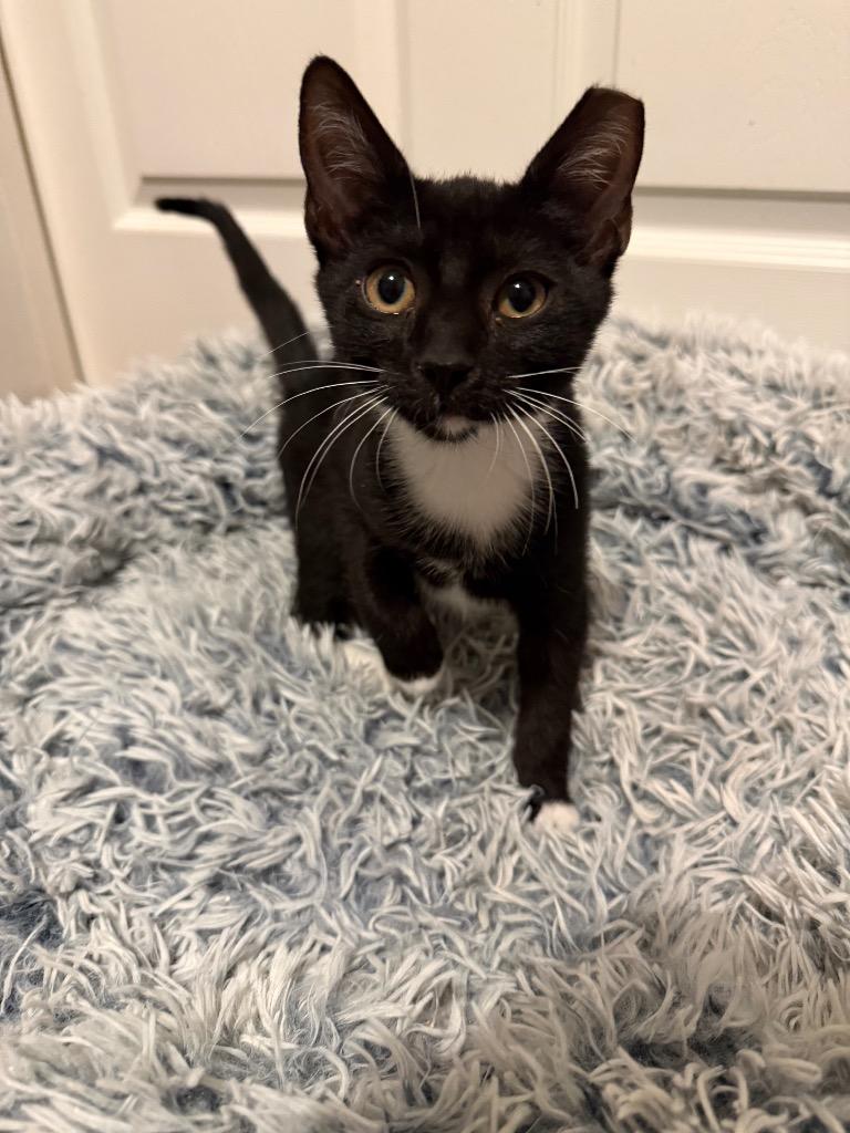 Peppie, a Adoptable mixed breed in Orlando, FL image 6/6