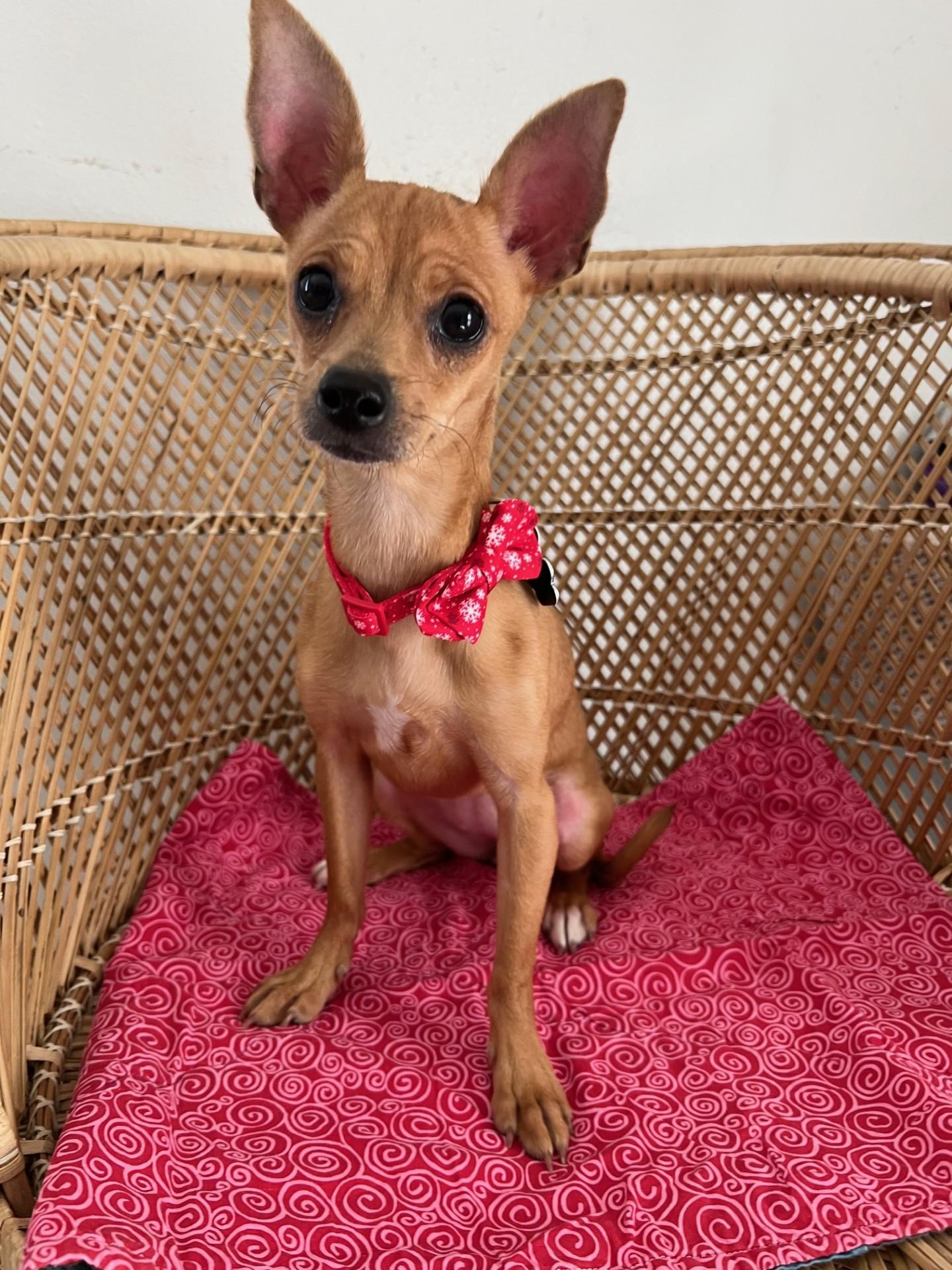 Gigi