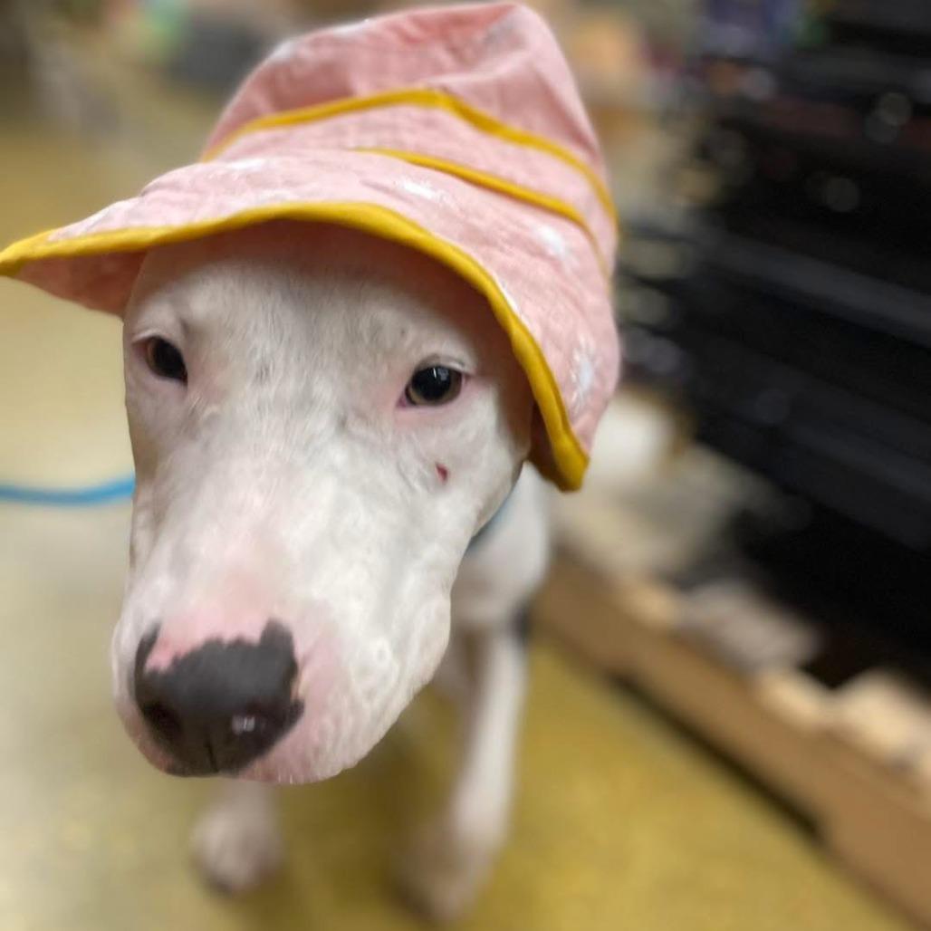 Penelope, Adoptable, Adult Female Pit Bull Terrier.