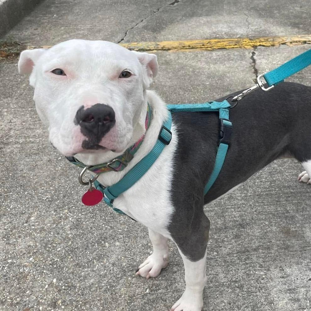 Penelope, a Adoptable Pit Bull Terrier in Waggaman, LA image 2/5