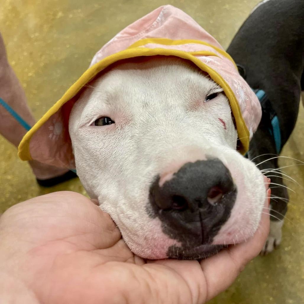 Penelope, a Adoptable Pit Bull Terrier in Waggaman, LA image 3/5