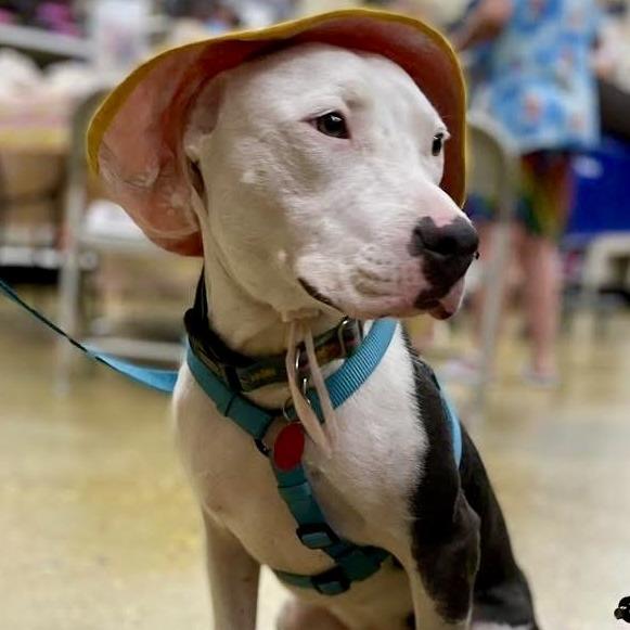 Enlarge Penelope, a Adoptable Pit Bull Terrier in Waggaman, LA image 3/6