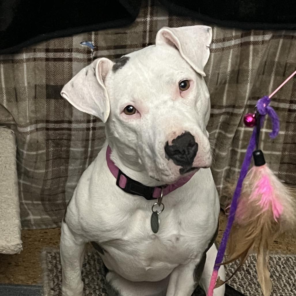 Enlarge Penelope, a Adoptable Pit Bull Terrier in Waggaman, LA image 4/6