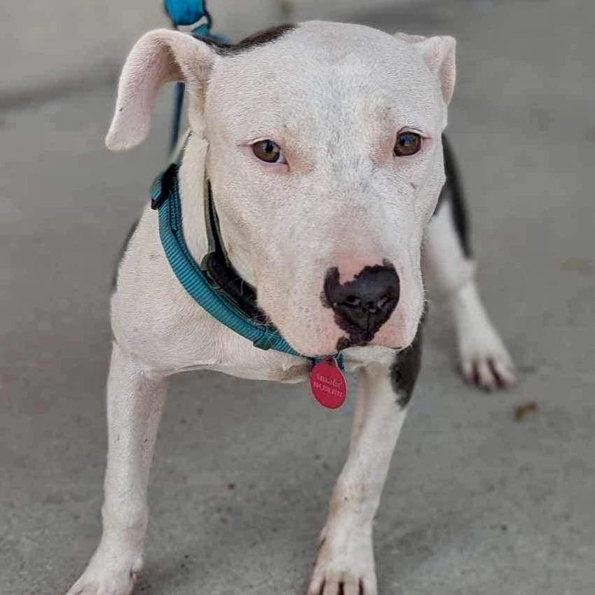 Penelope, a Adoptable Pit Bull Terrier in Waggaman, LA image 4/5