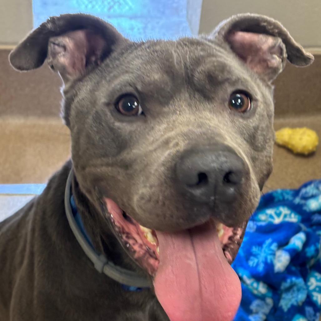 CB radio, Adoptable, Adult Male Pit Bull Terrier.