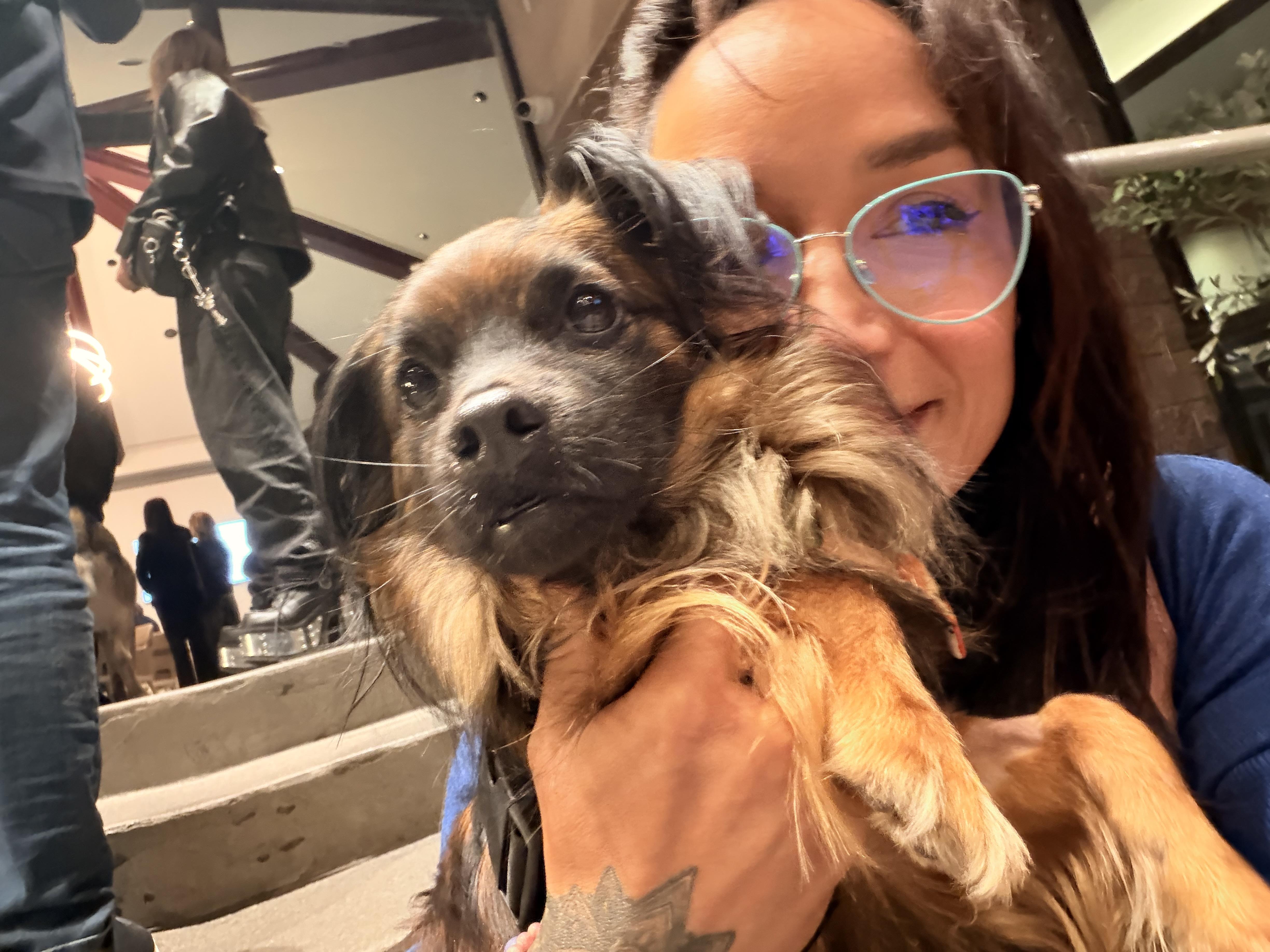 Milo, ADOPTABLE, Young Male Chihuahua & Shih Tzu.