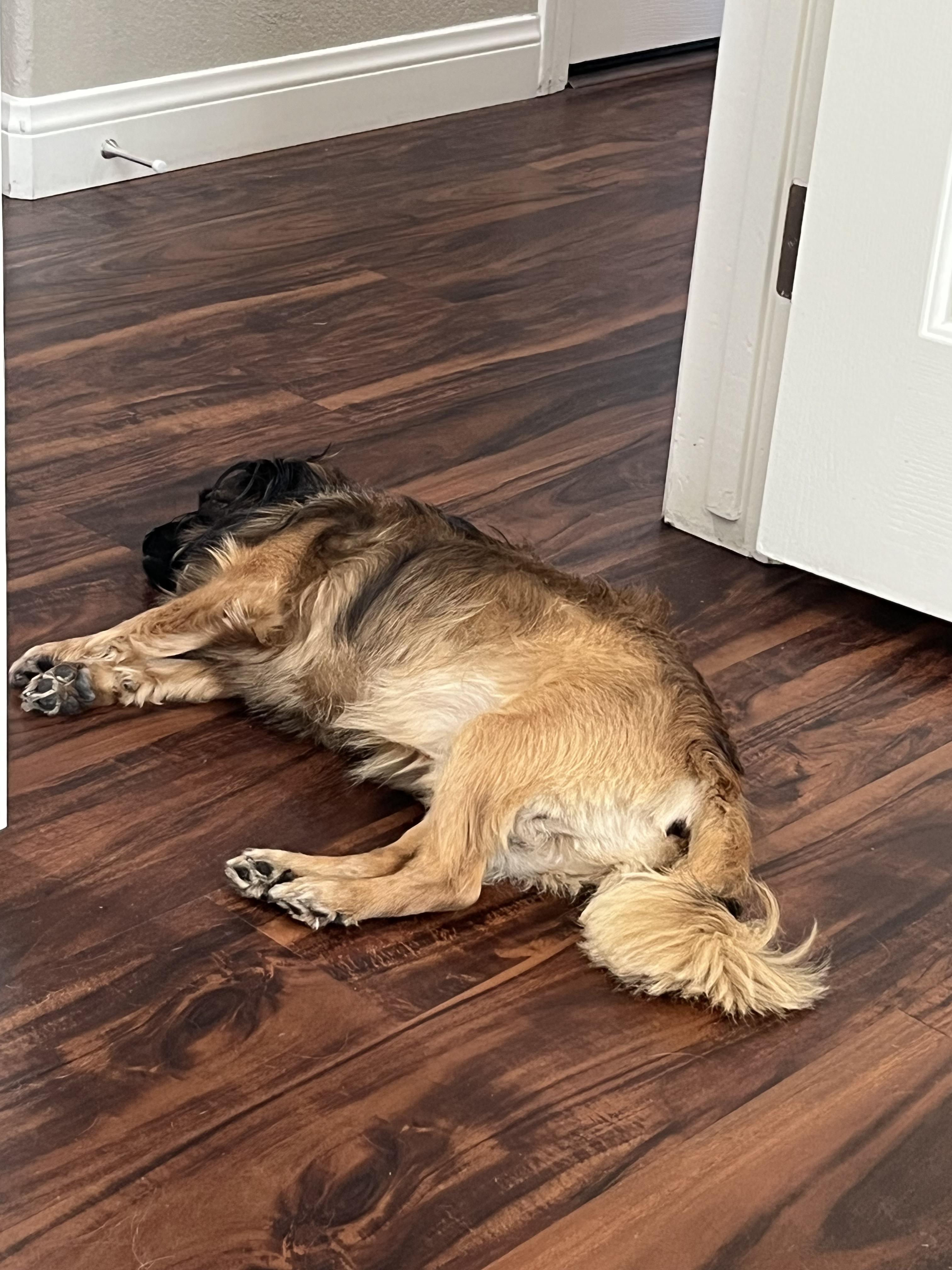 Enlarge Milo, a ADOPTABLE mixed breed in Las Vegas, NV image 3/5