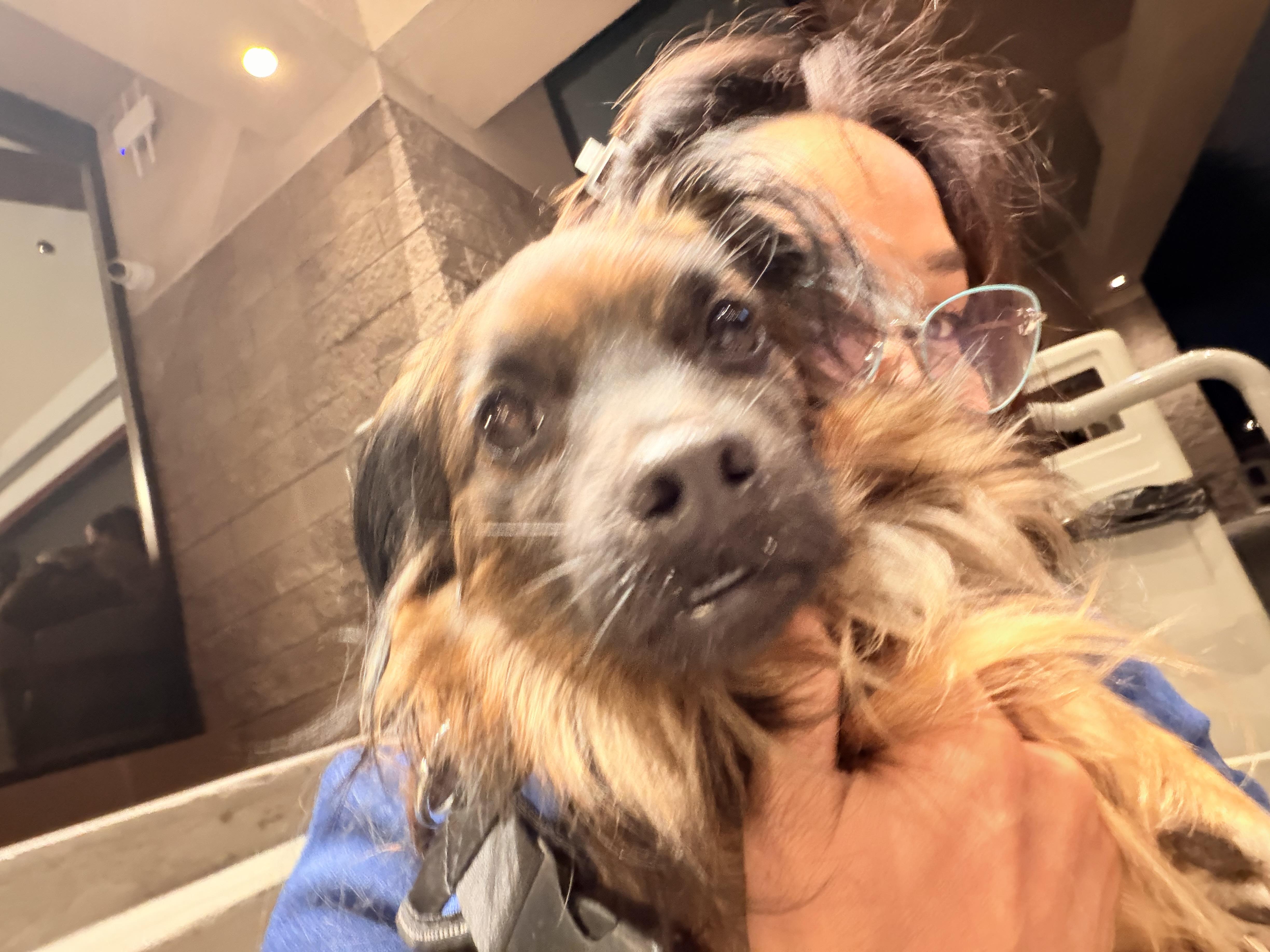 Enlarge Milo, a ADOPTABLE mixed breed in Las Vegas, NV image 2/6