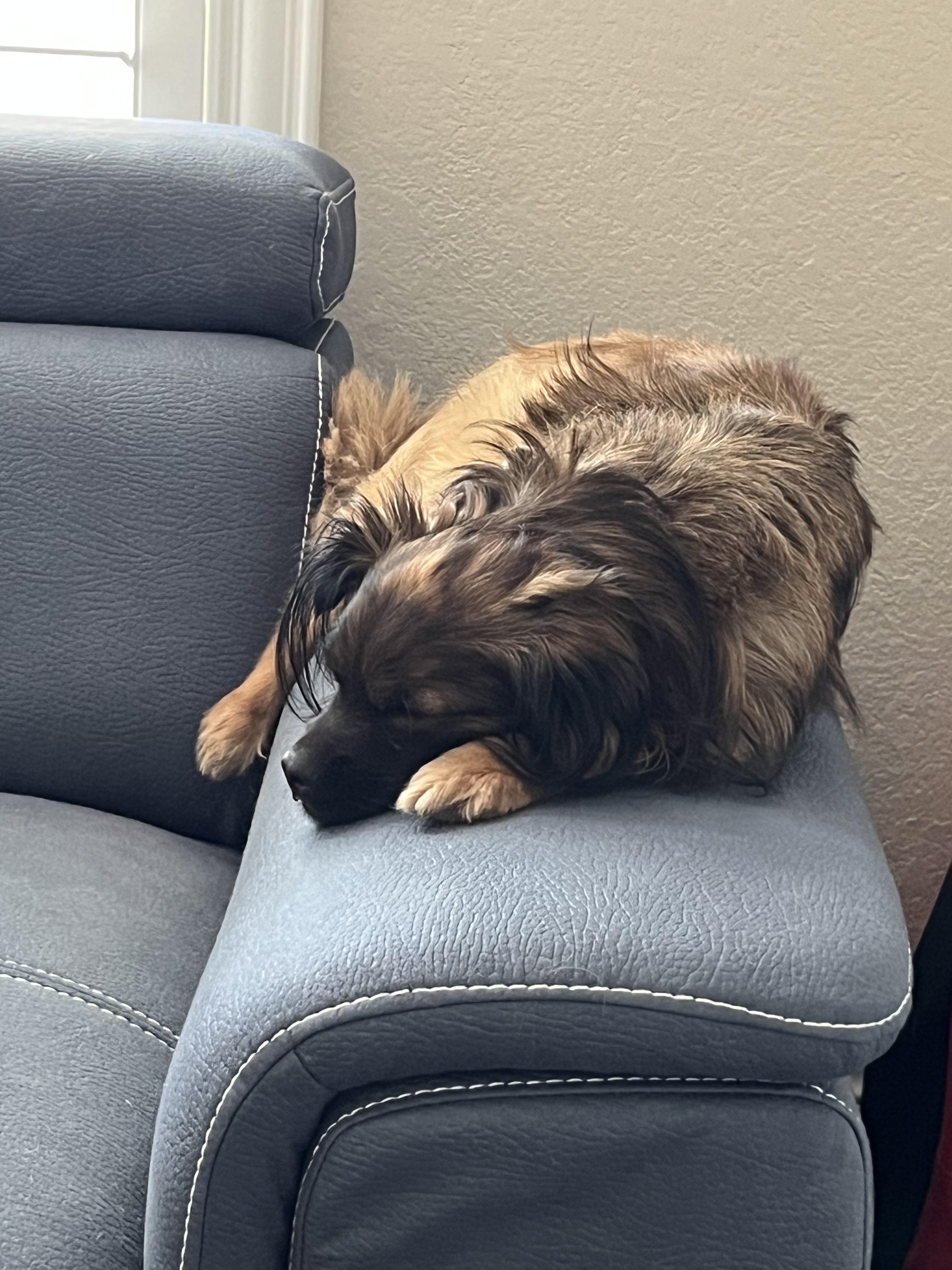 Enlarge Milo, a ADOPTABLE mixed breed in Las Vegas, NV image 4/5