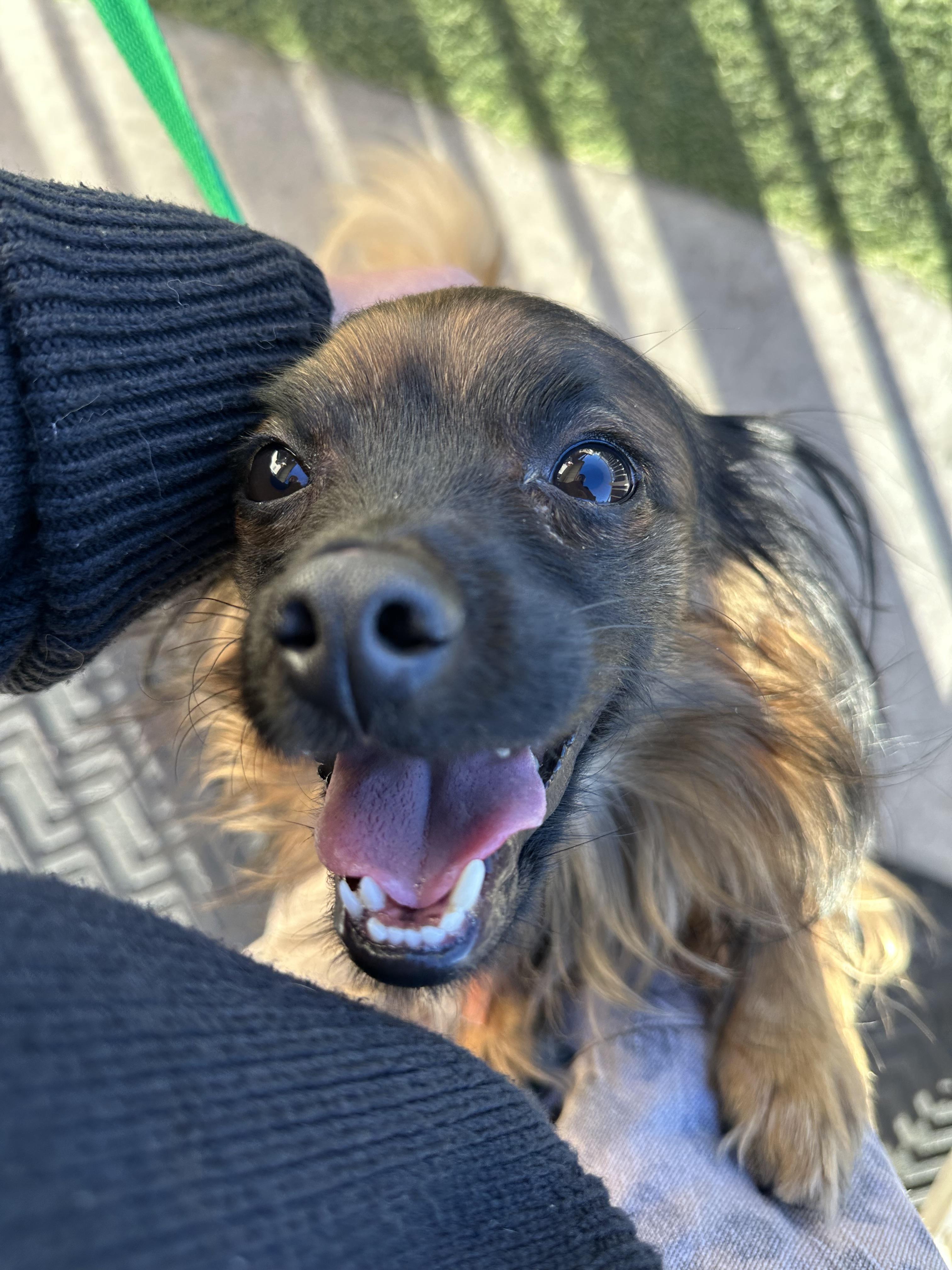 Enlarge Milo, a ADOPTABLE mixed breed in Las Vegas, NV image 3/6