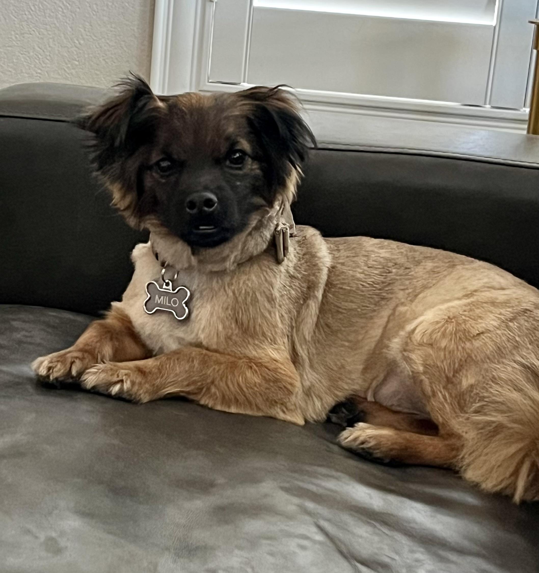 Enlarge Milo, a ADOPTABLE mixed breed in Las Vegas, NV image 5/5