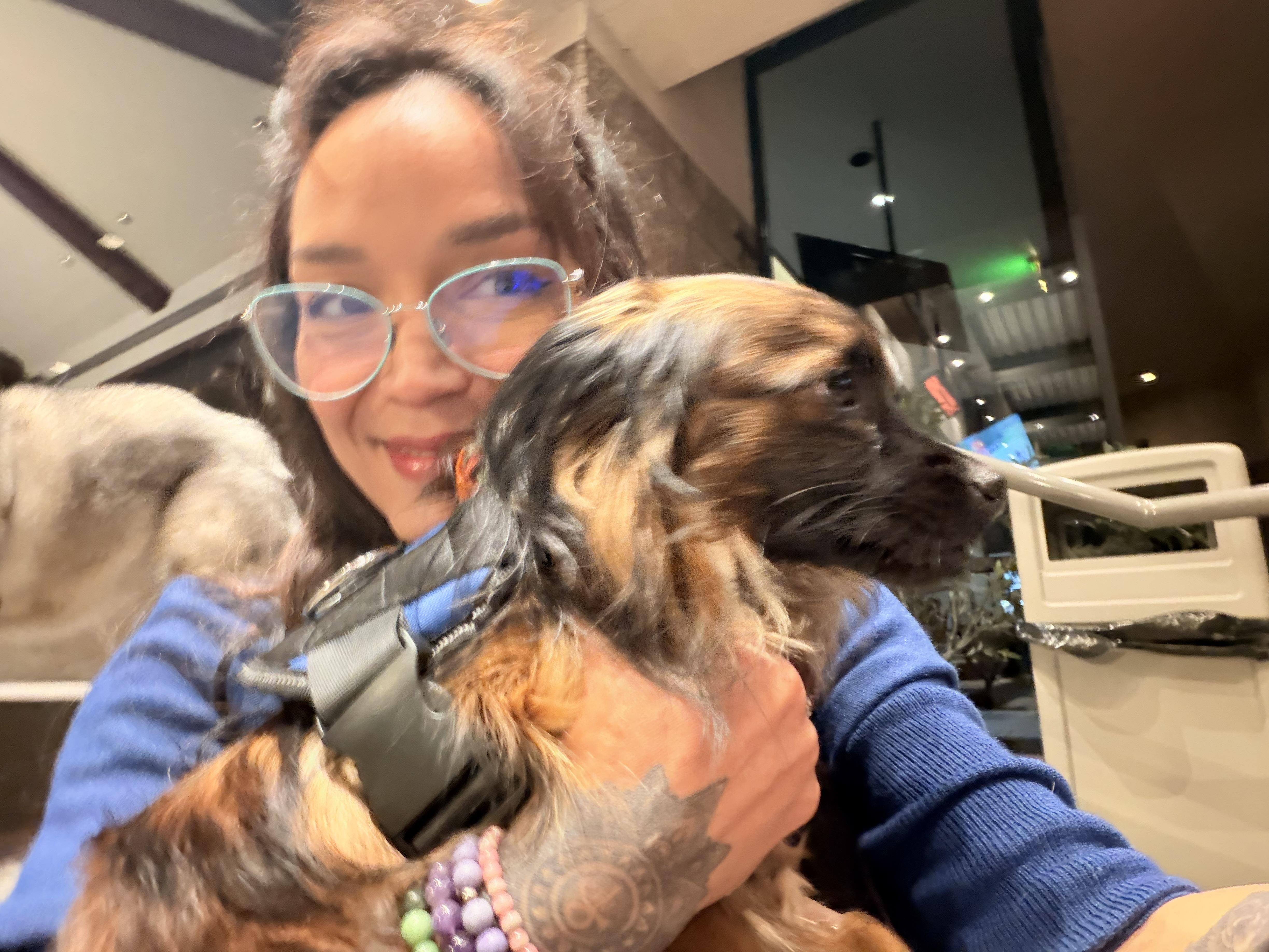 Enlarge Milo, a ADOPTABLE mixed breed in Las Vegas, NV image 4/6