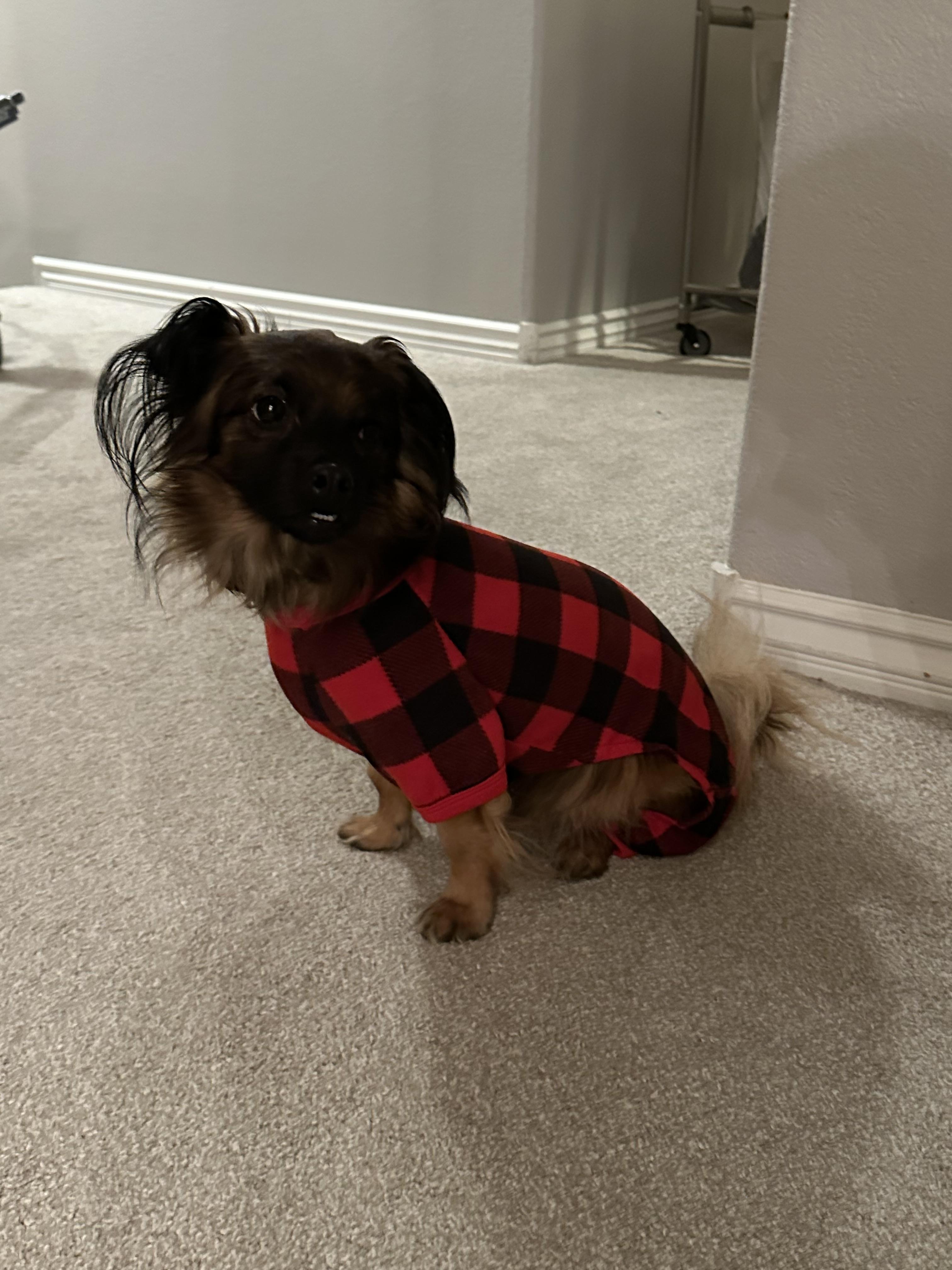 Enlarge Milo, a ADOPTABLE mixed breed in Las Vegas, NV image 5/6