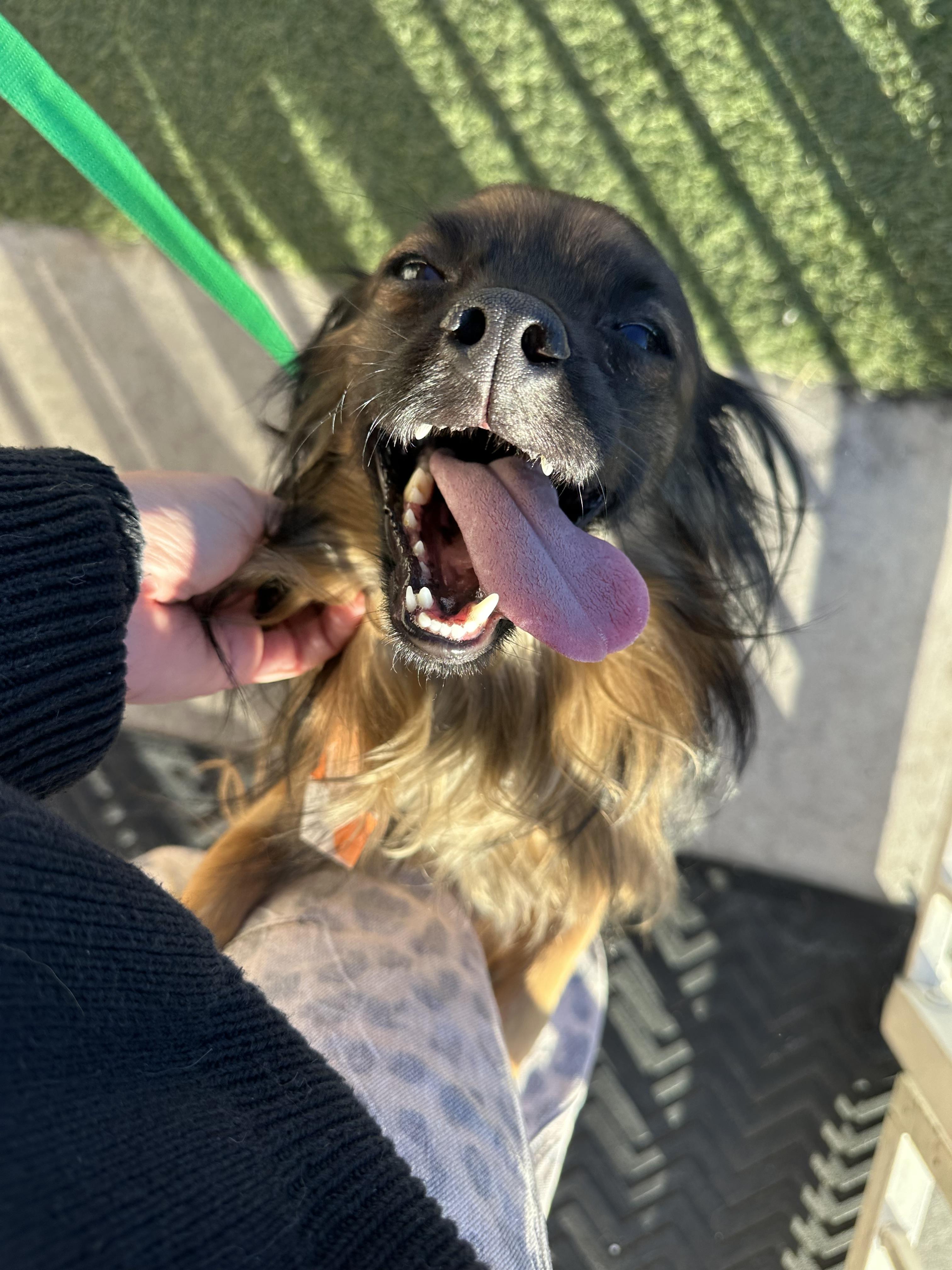 Enlarge Milo, a ADOPTABLE mixed breed in Las Vegas, NV image 6/6