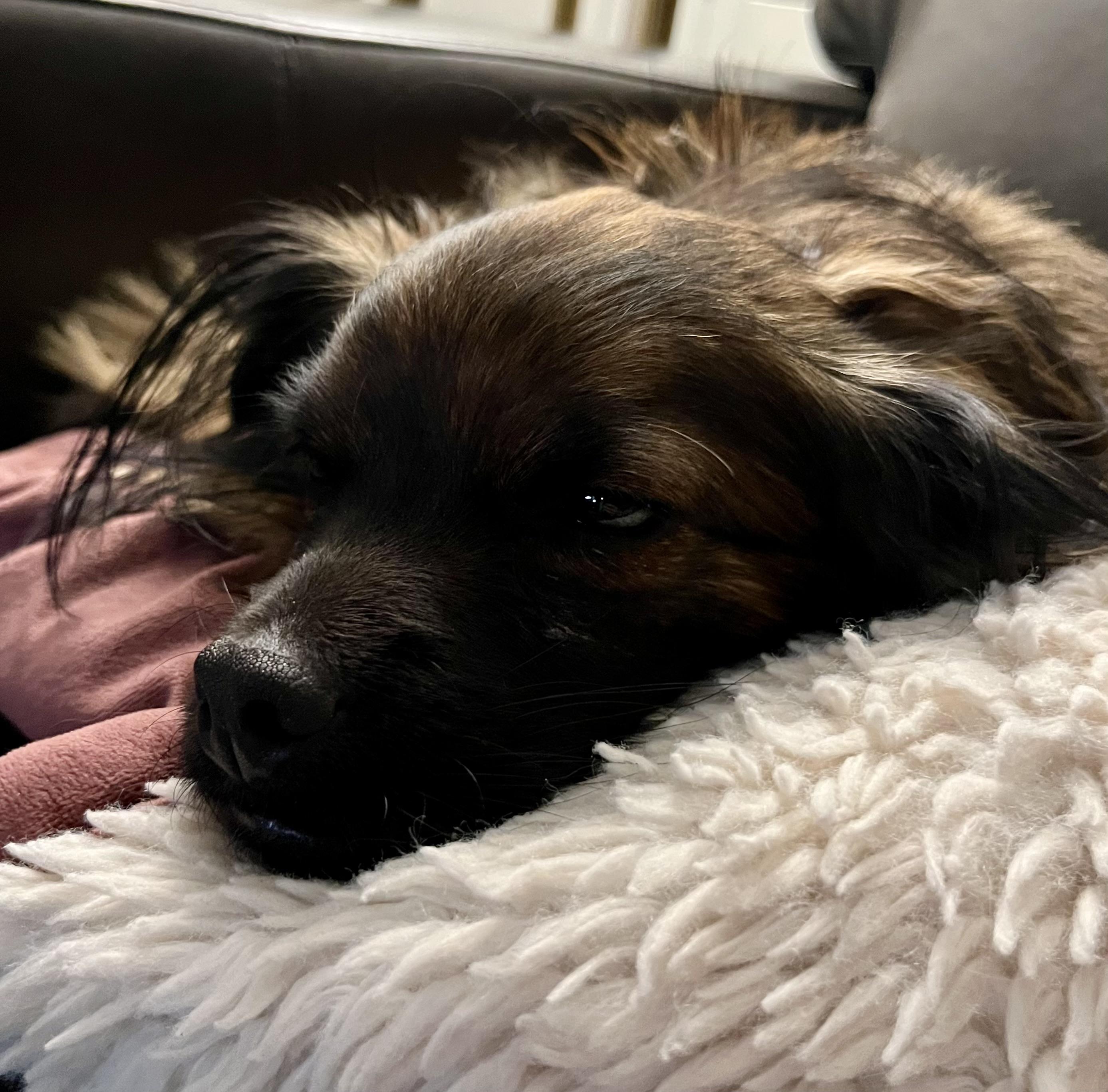 Milo, ADOPTABLE, Young Male Chihuahua & Cocker Spaniel.