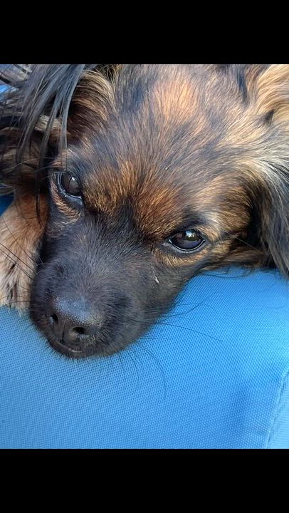 Enlarge Milo, a ADOPTABLE mixed breed in Las Vegas, NV video 2/5