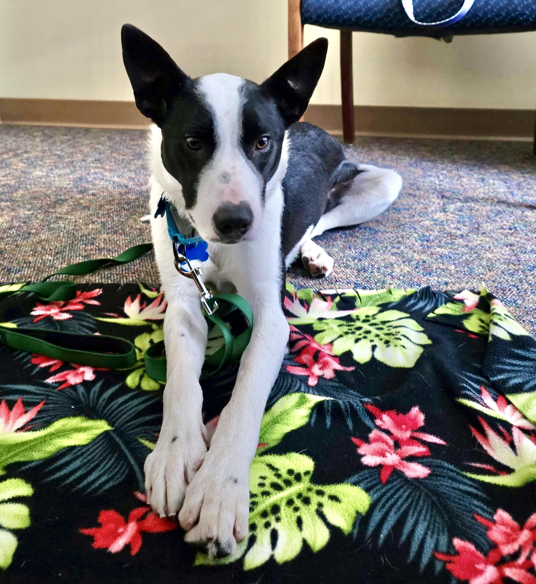 Apollo, ADOPTABLE, Young Male Border Collie.