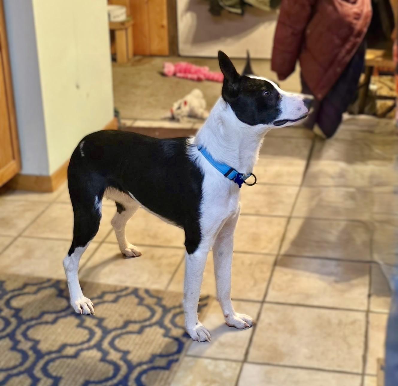 Apollo, a ADOPTABLE mixed breed in Minneapolis, MN image 2/6