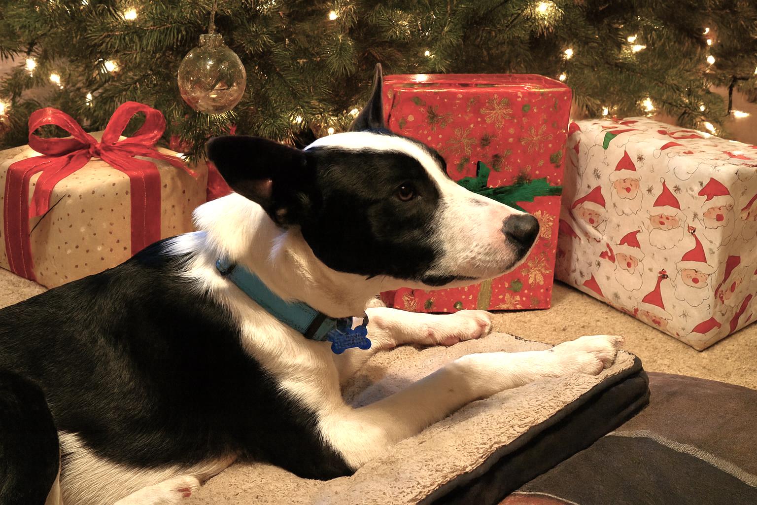 Apollo, a ADOPTABLE mixed breed in Minneapolis, MN image 4/6