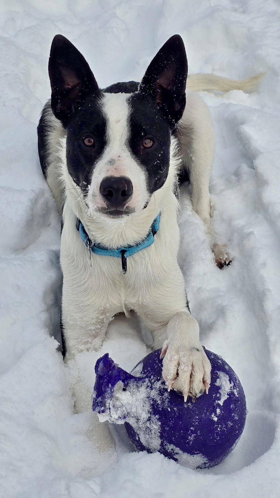 Apollo, a ADOPTABLE mixed breed in Minneapolis, MN image 5/6