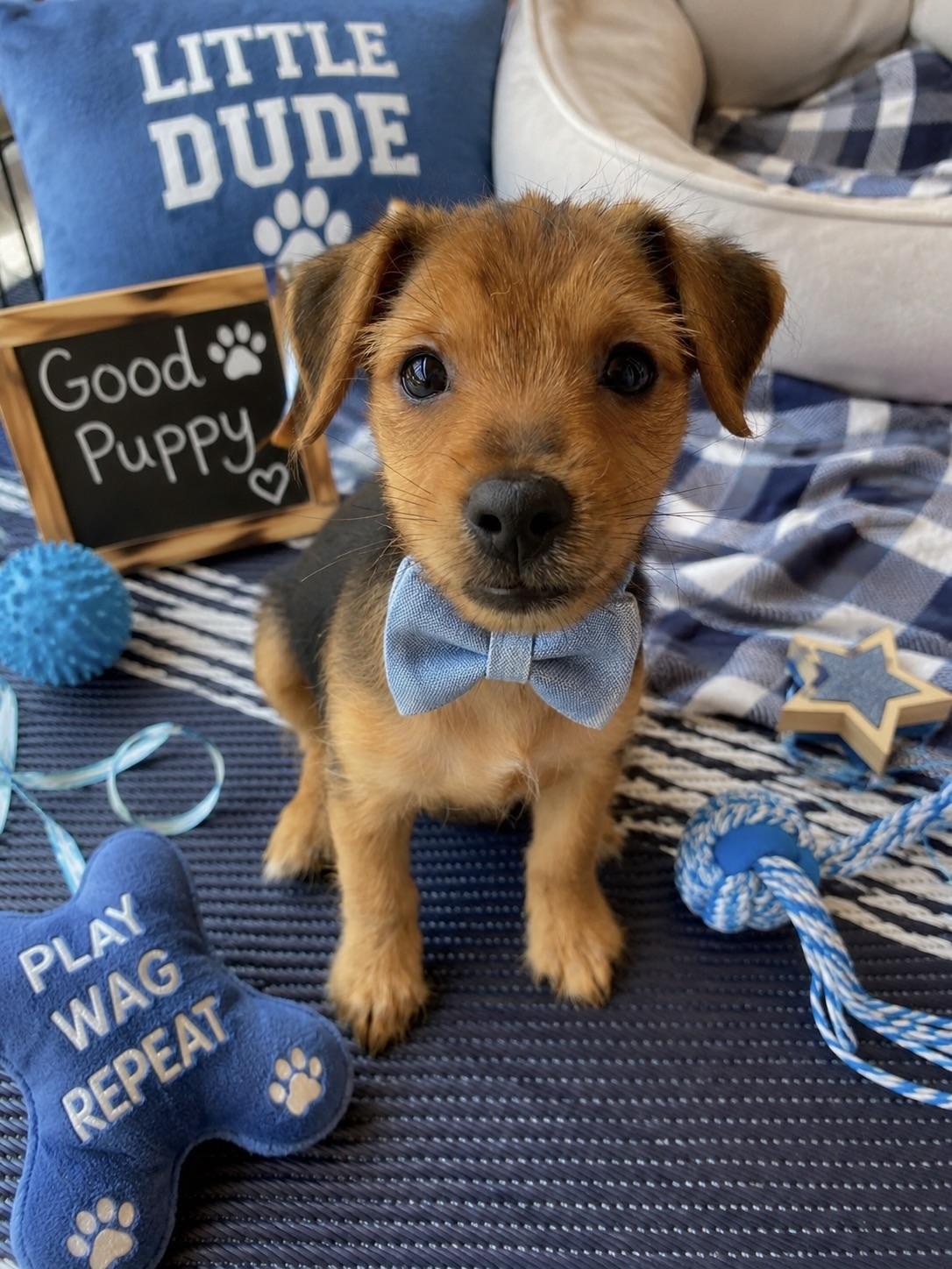 Michael, a ADOPTABLE mixed breed in Corona Del Mar, CA image 2/4