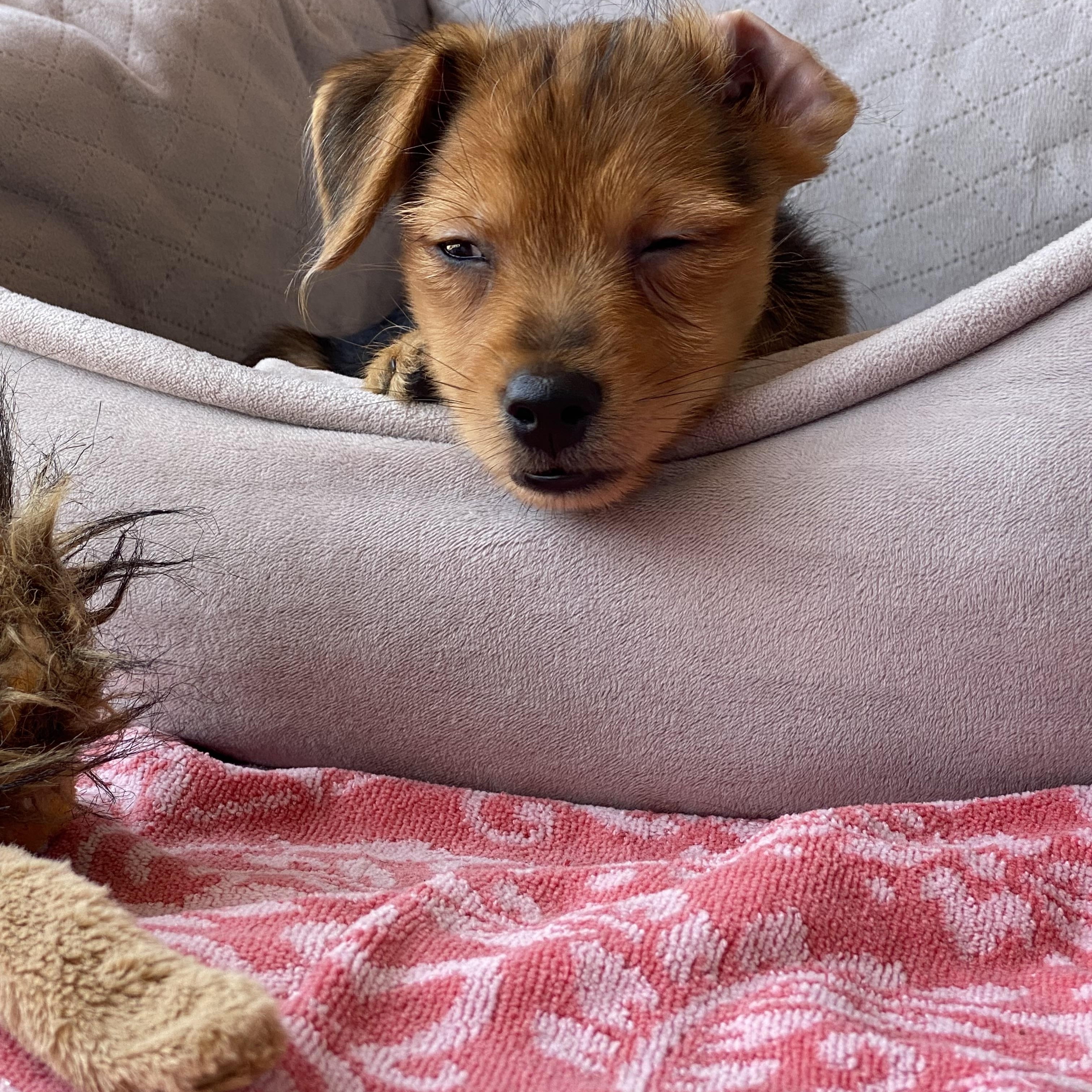 Michael, a ADOPTABLE mixed breed in Corona Del Mar, CA image 4/4