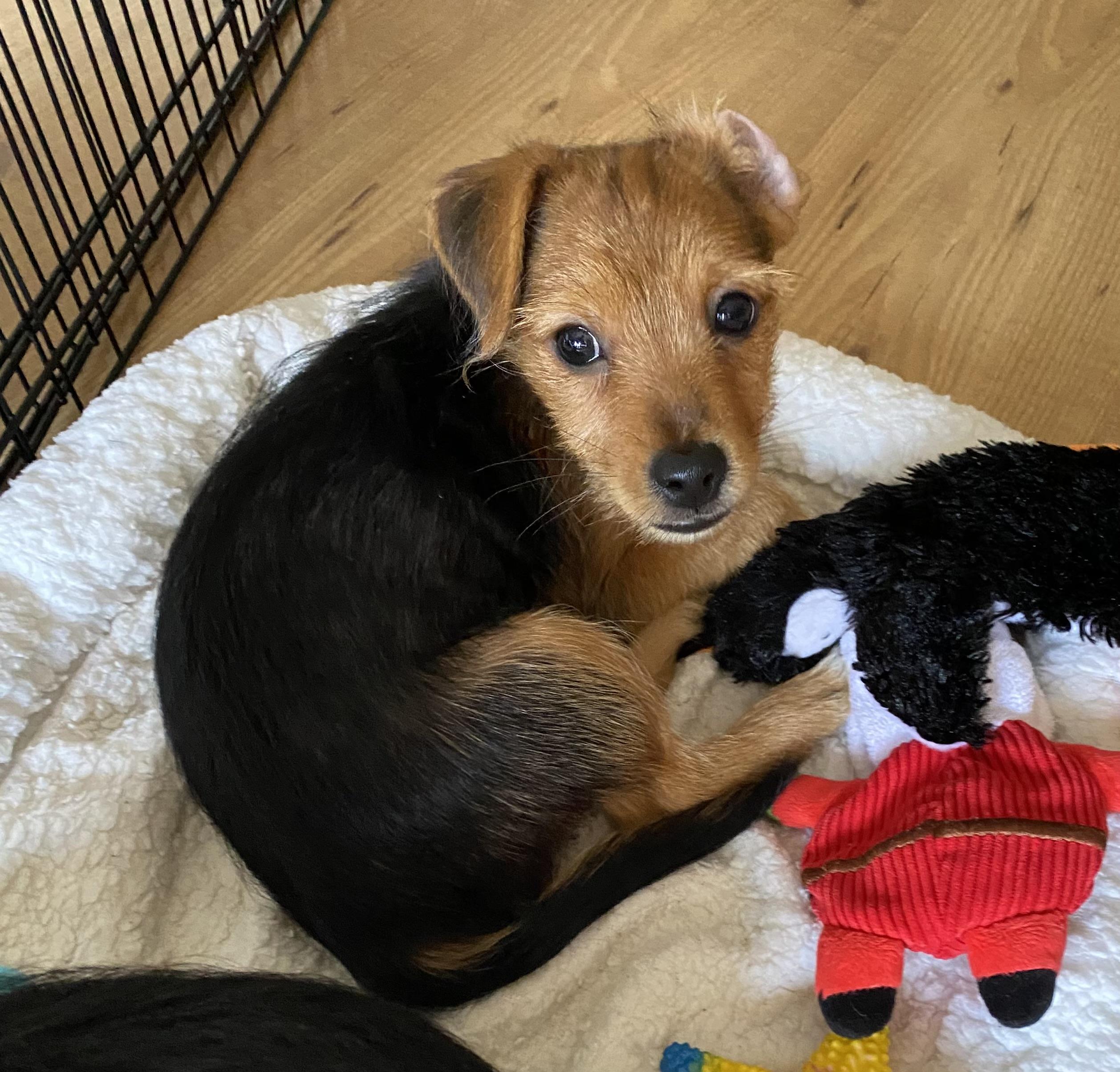 Michael, a ADOPTABLE mixed breed in Corona Del Mar, CA image 3/4