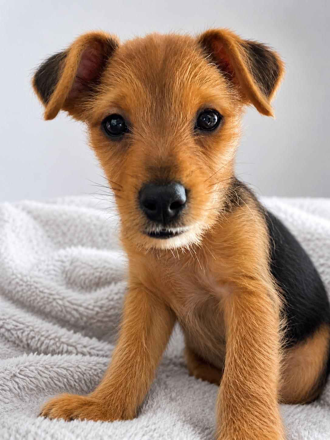 Michael, a ADOPTABLE mixed breed in Corona Del Mar, CA image 1/4