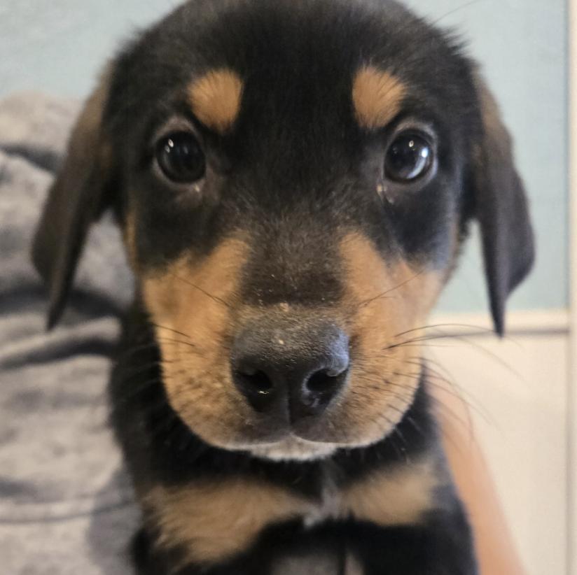 Grant , an adopted mixed breed in Briarcliff Manor, NY image 2/2