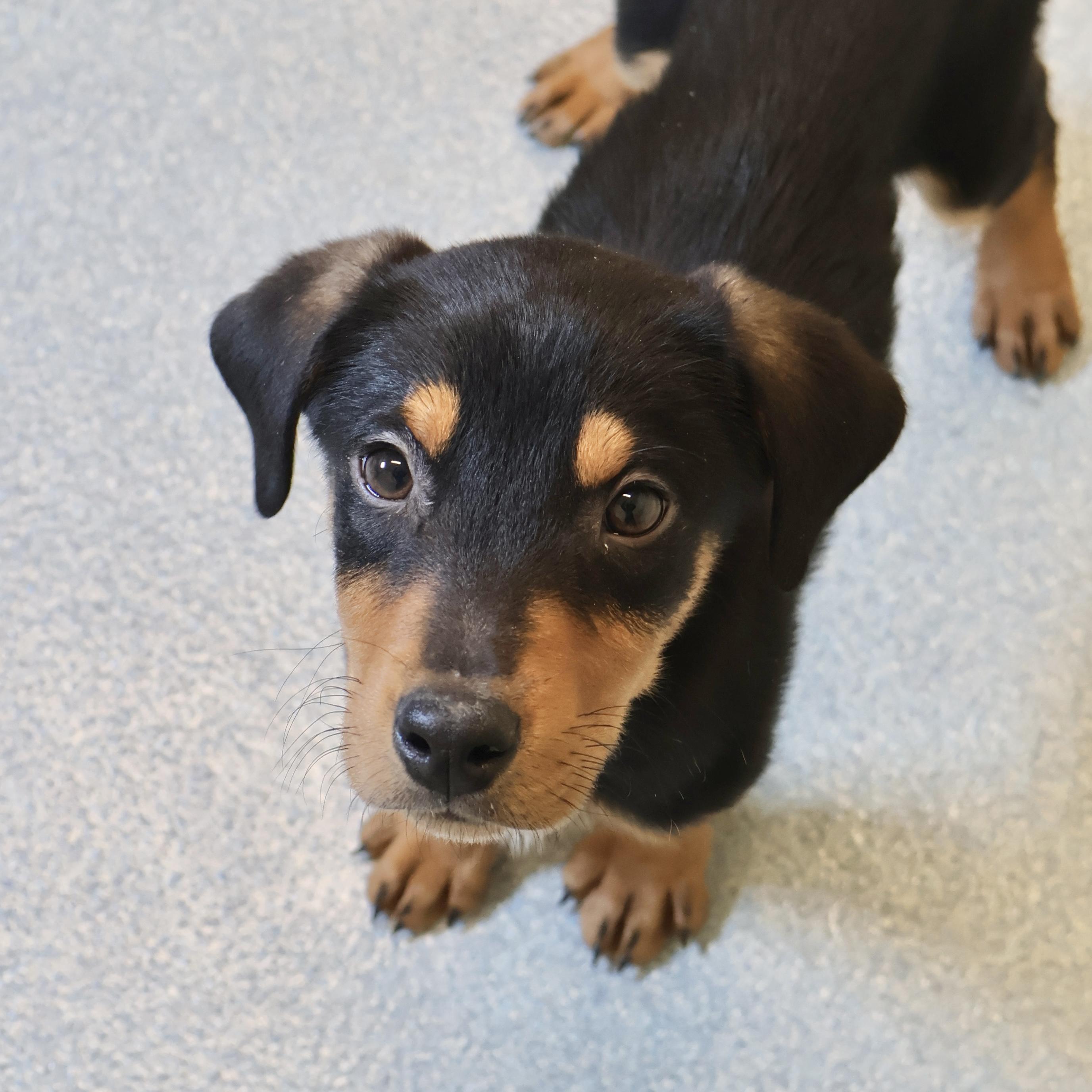 Grant , an adopted mixed breed in Briarcliff Manor, NY image 1/2
