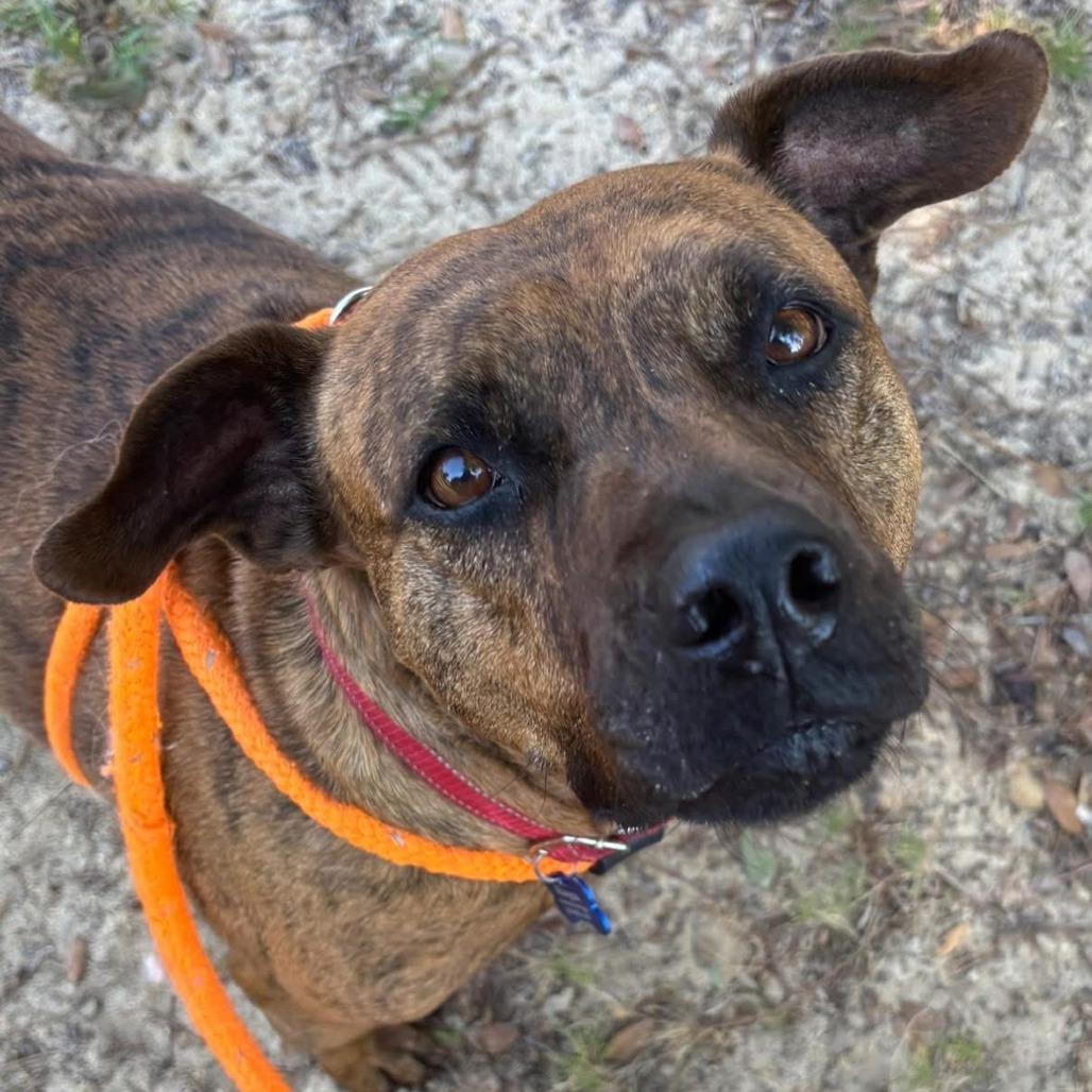 Hazel, Adoptable, Adult Female Mixed Breed.