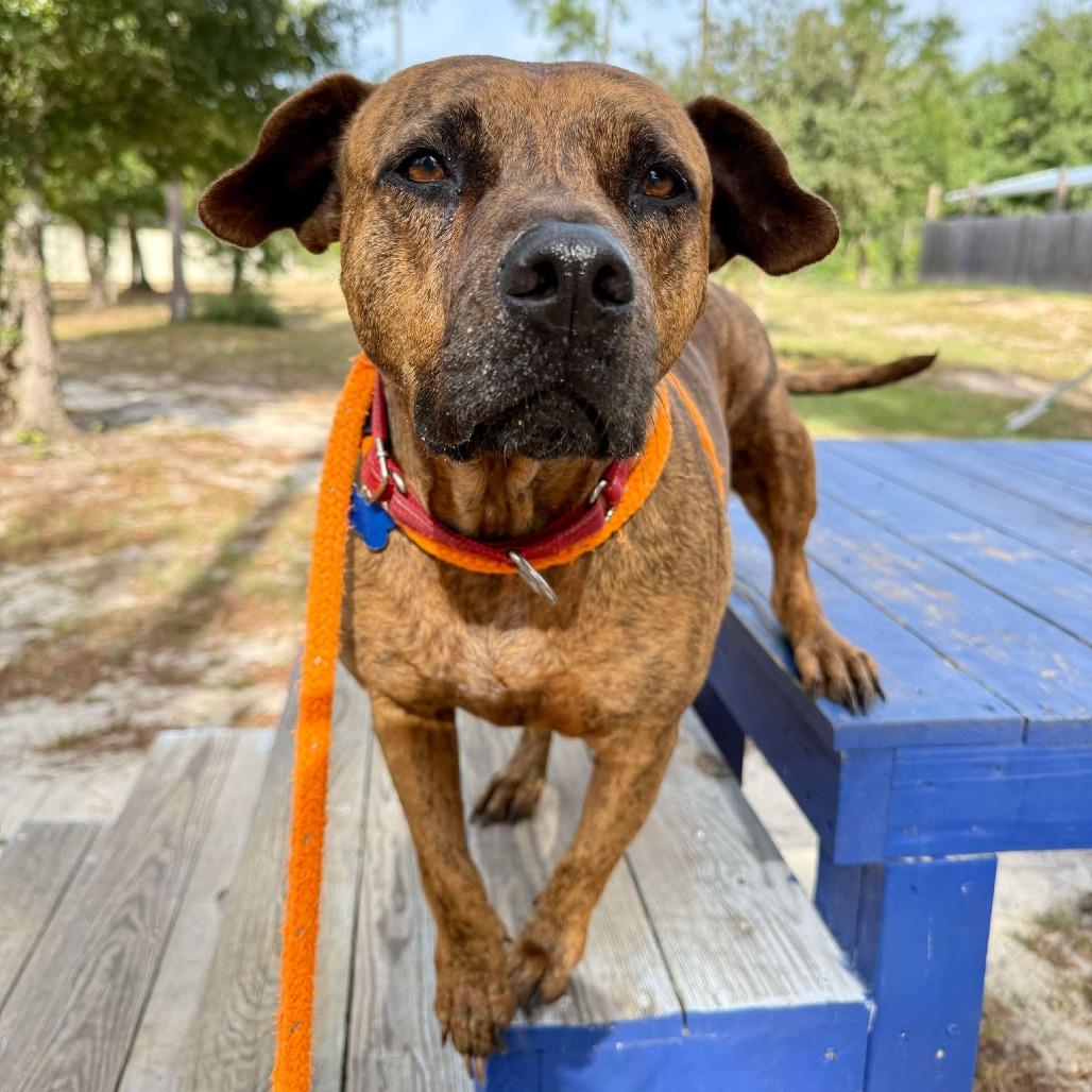 Hazel, a Adoptable Mixed Breed in Freeport, FL image 2/4