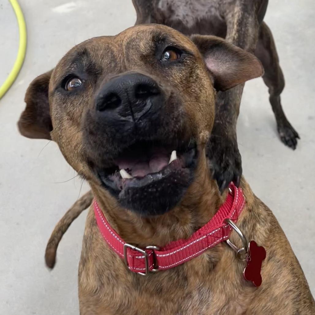 Hazel, a Adoptable Mixed Breed in Freeport, FL image 3/4