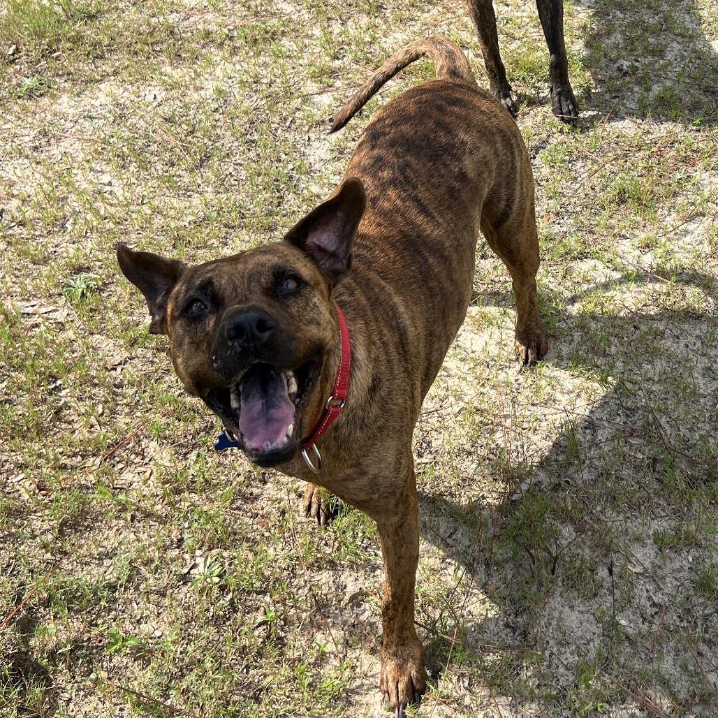 Hazel, a Adoptable Mixed Breed in Freeport, FL image 4/4