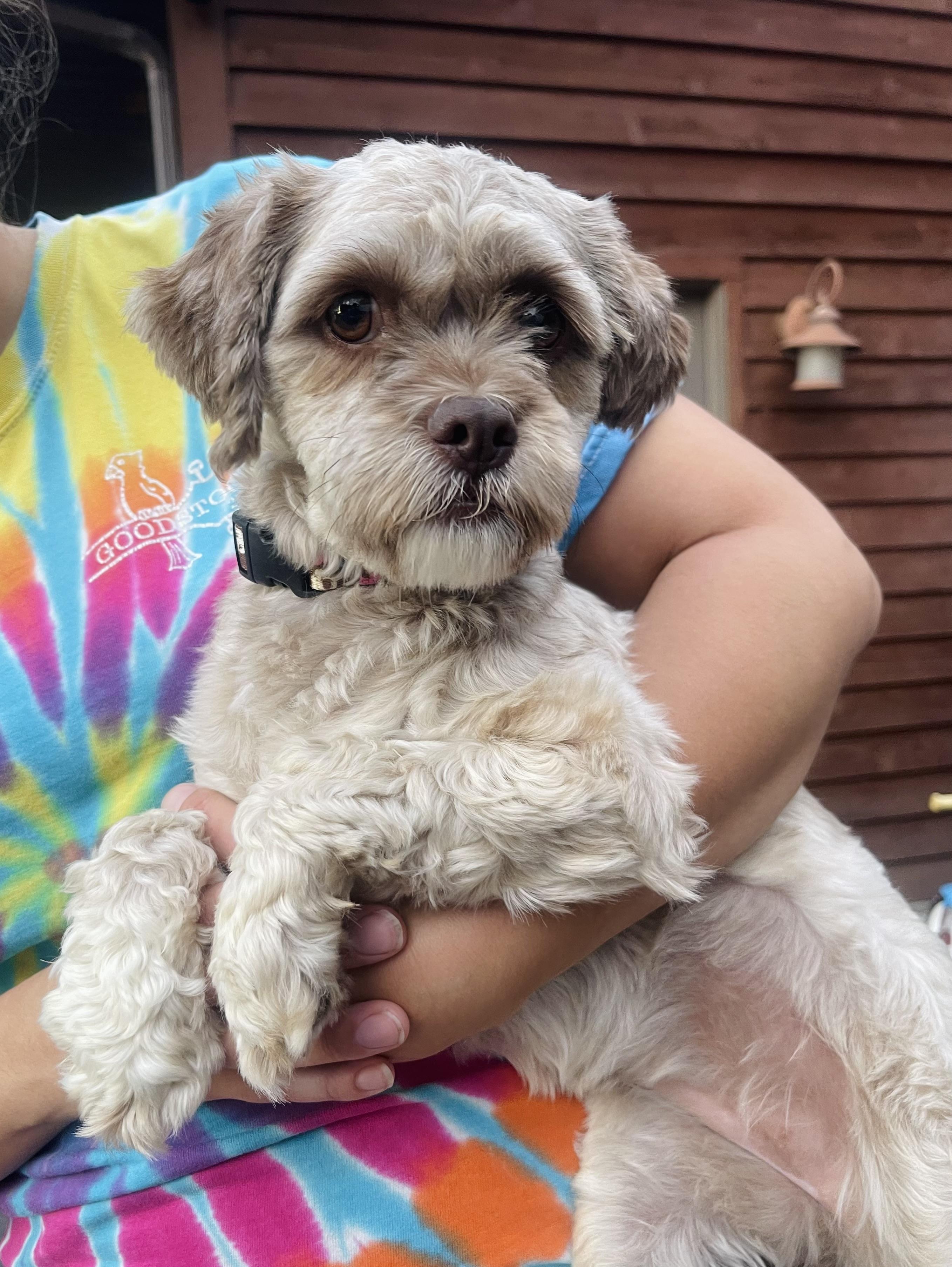 Heidi, an adoptable Shih Tzu, Shih poo in Winter, WI, 54896 | Photo Image 1