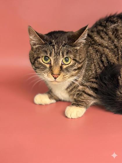 Allie- S/P 4/5 Hill, Adoptable, Adult Female Domestic Short Hair & Domestic Short Hair.