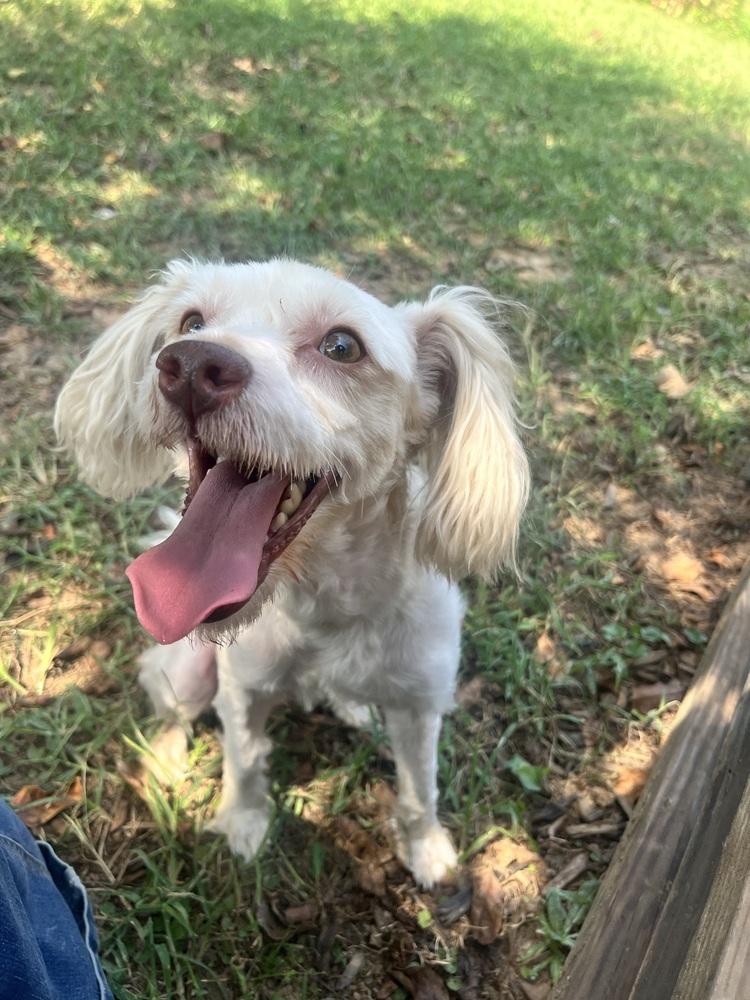 Enlarge Beau, a Adoptable mixed breed in Acworth, GA image 2/5
